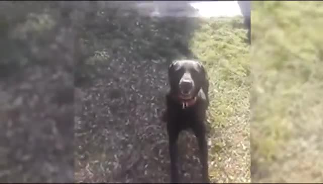 MSB, DÜNYA HAYVANLARI KORUMA GÜNÜ’NÜ TSK'DA GÖREV YAPAN SEVİMLİ KÖPEK 'MASKE' İLE KUTLADI