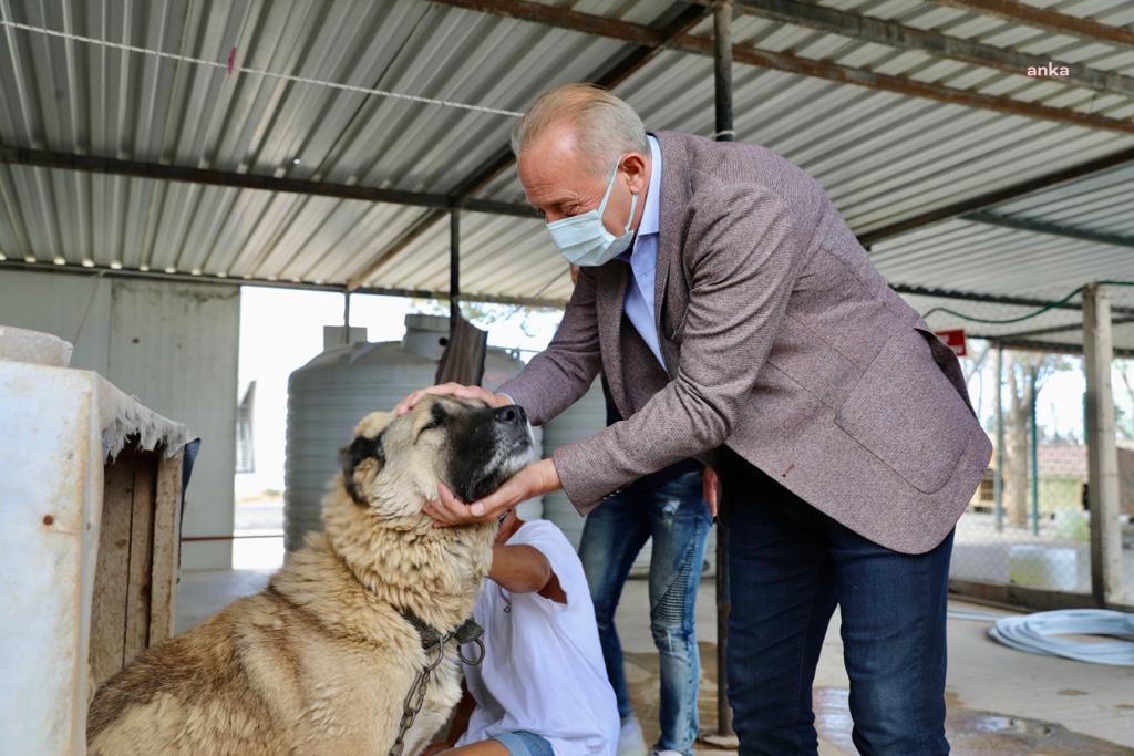 DİDİM’DE SOKAK HAYVANLARI İÇİN AMELİYATHANE AÇILDI
