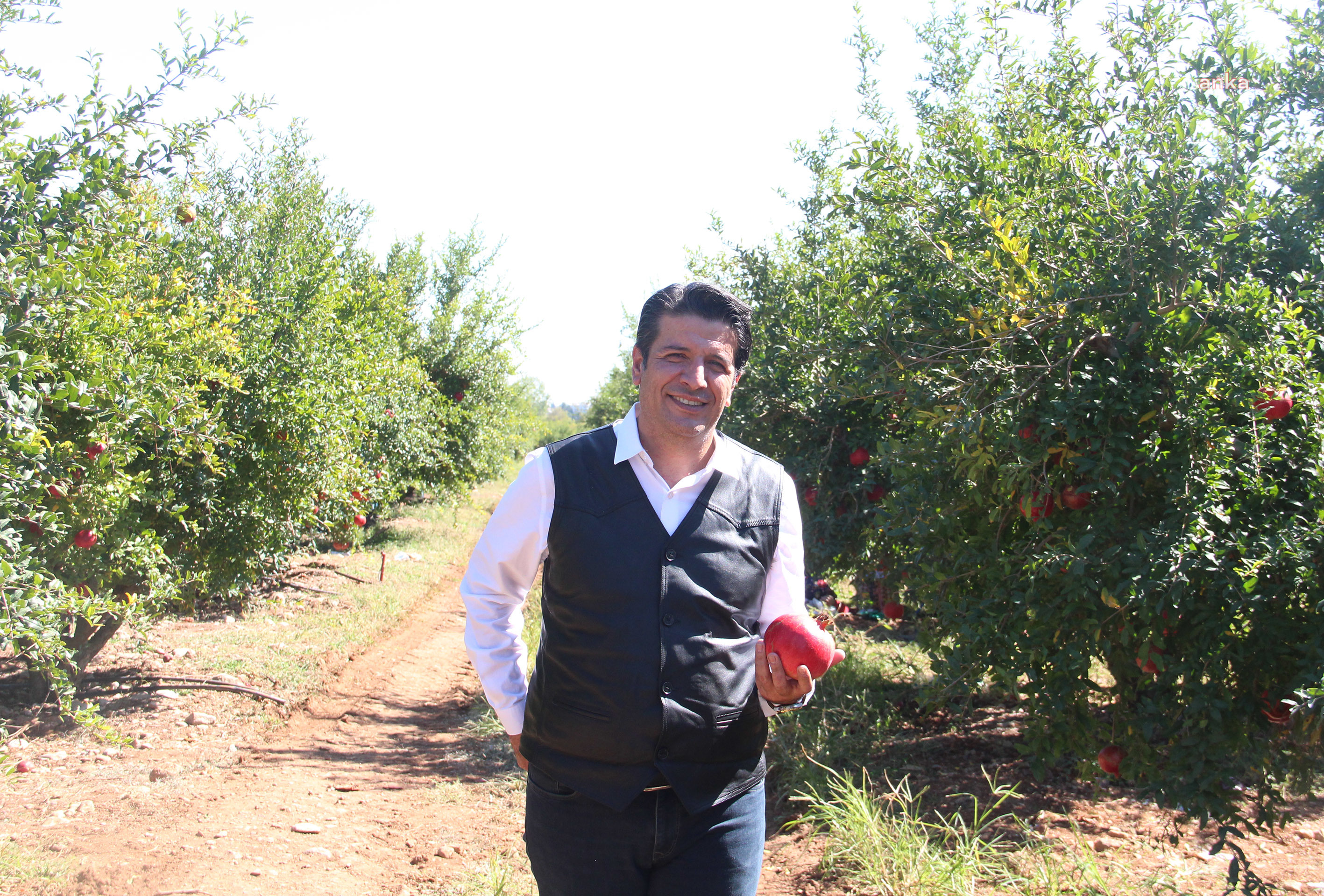 DÖŞEMEALTI BELEDİYE BAŞKANI TURGAY GENÇ, NAR HASADINA KATILDI