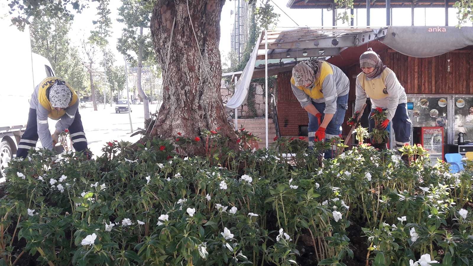 DİDİM BELEDİYESİ, İLÇEYİ MEVSİMLİK ÇİÇEKLERLE GÜZELLEŞTİRİYOR