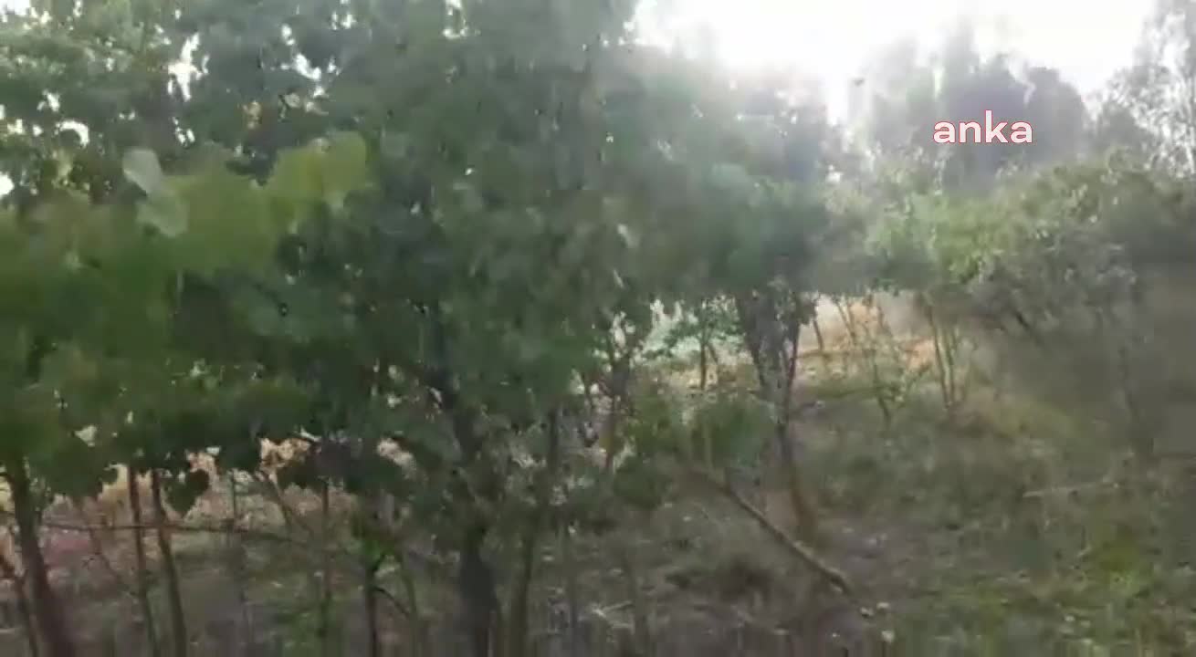 IĞDIR'DA KAYSI AĞACI ÇİÇEK AÇTI