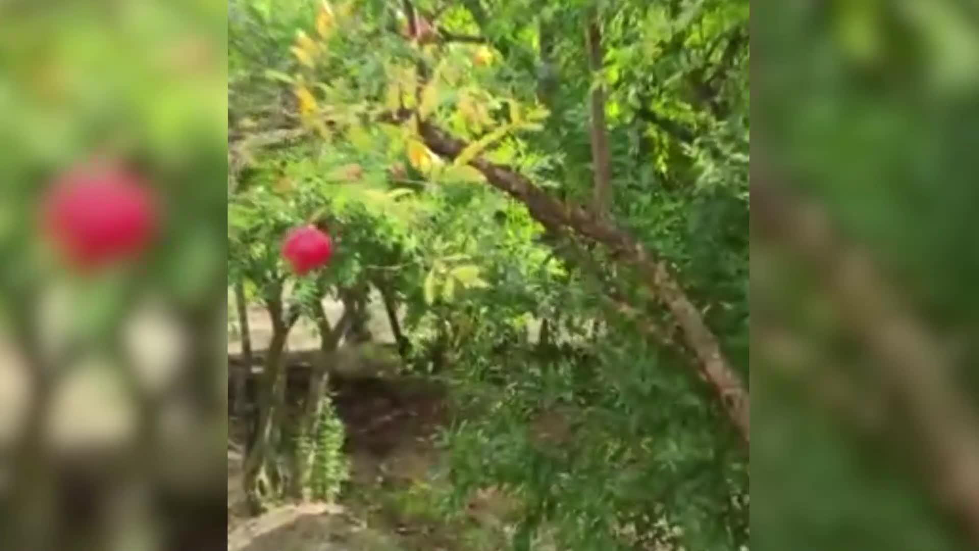 20 KİLOLUK NAR SEPETİ 5 BİN 100 TL'YE SATILDI