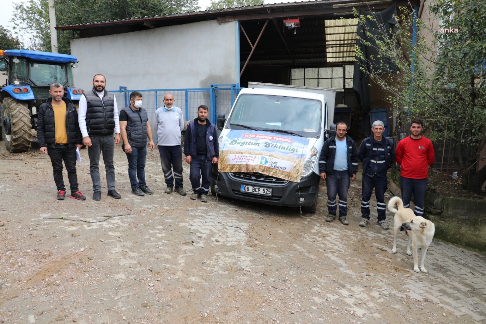 İZMİT BELEDİYESİ YEREL BUĞDAY TOHUMU DAĞITIMINA DEVAM EDİYOR