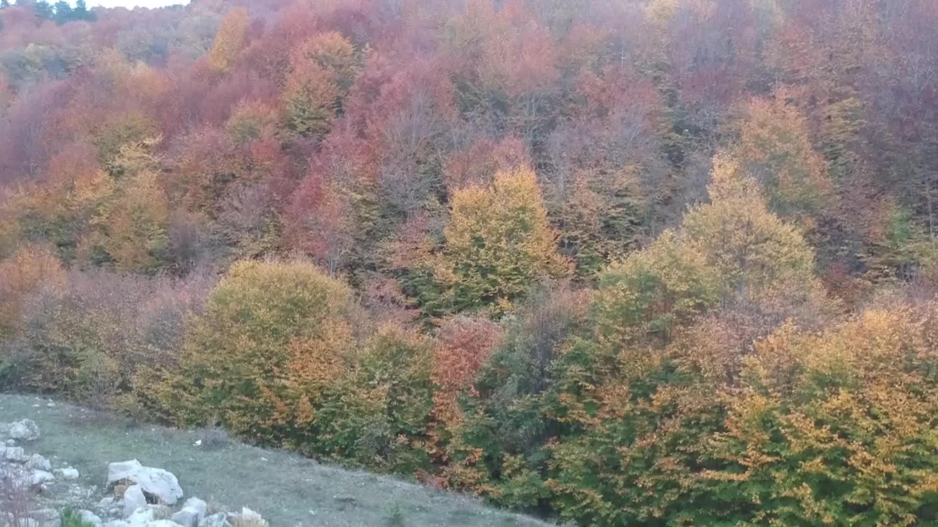 Sinop ormanlarında renk cümbüşü