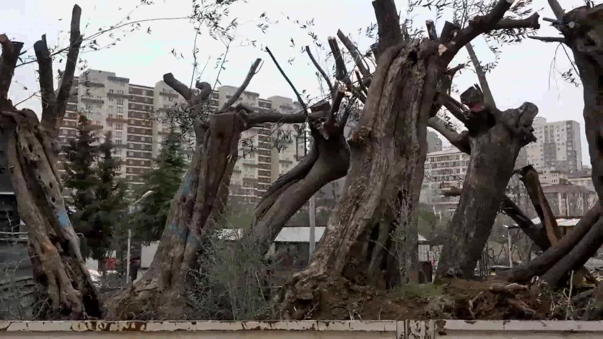 ESENYURT BELEDİYESİ, ASIRLIK ZEYTİN AĞAÇLARINI KESİLMEKTEN KURTARIP İLÇEYE KAZANDIRDI