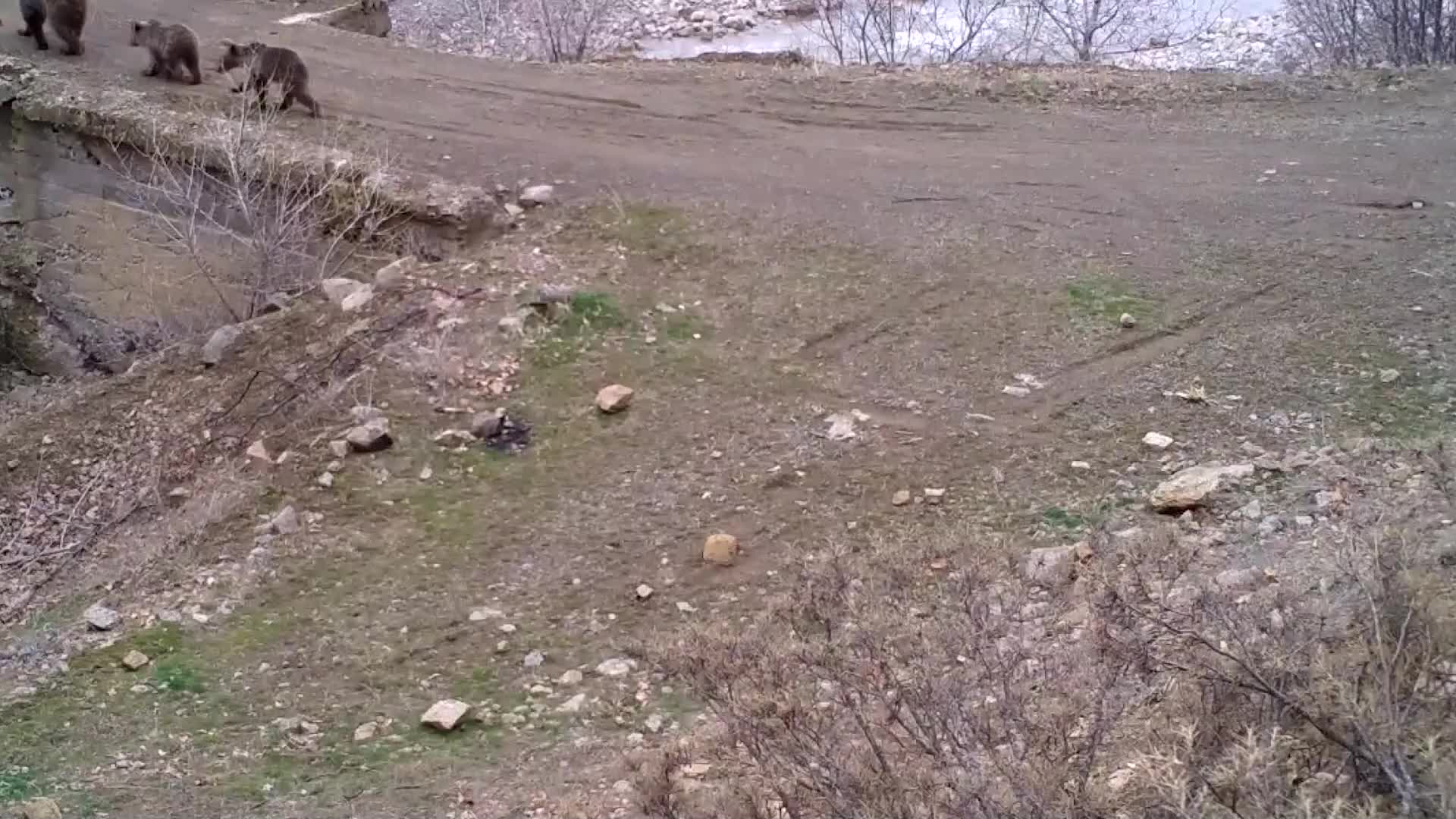 BİNGÖL’DEKİ YABAN HAYATI FOTOKAPANLA GÖRÜNTÜLENDİ