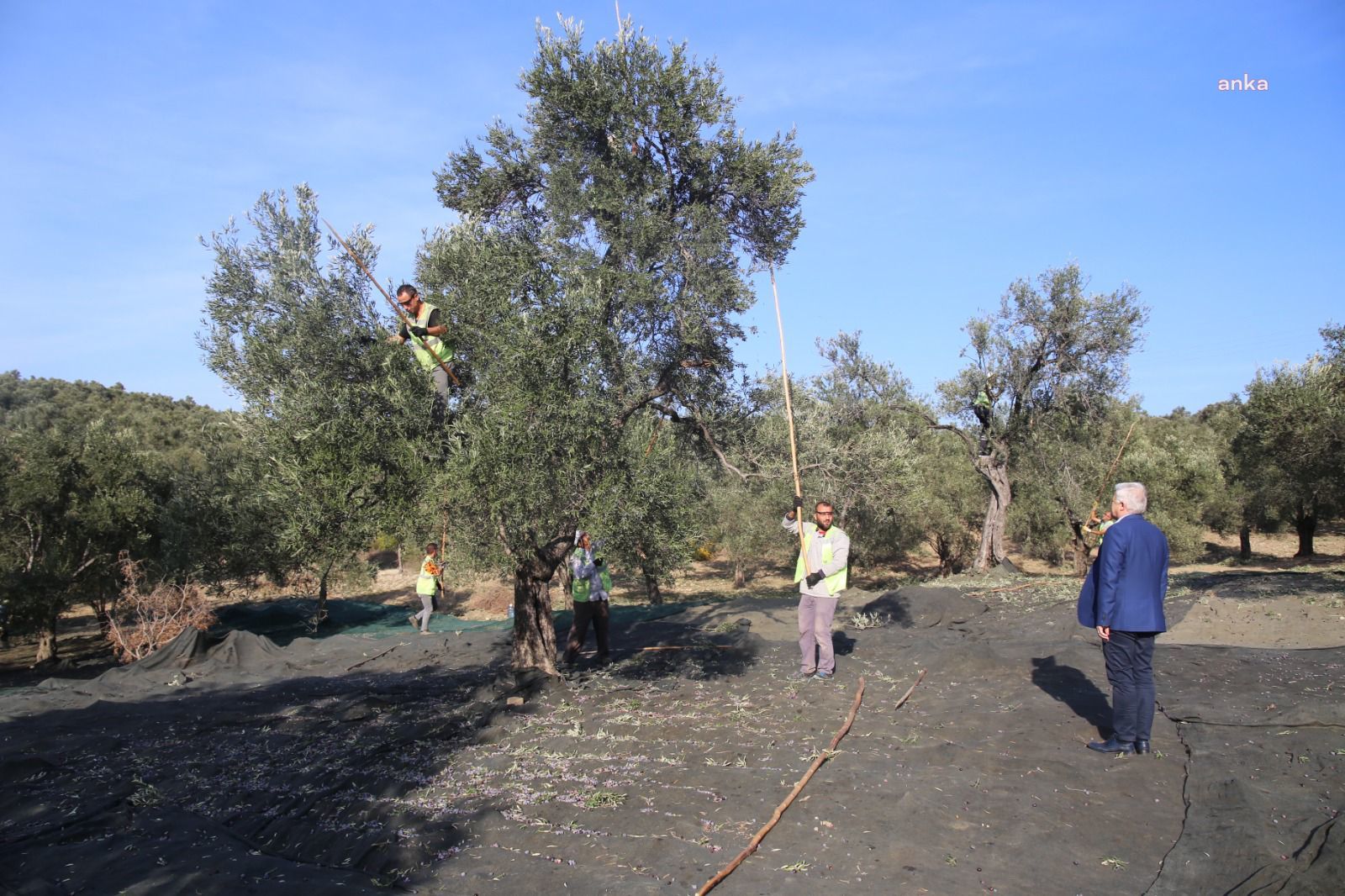 BURHANİYE’DE ZEYTİN HASADI