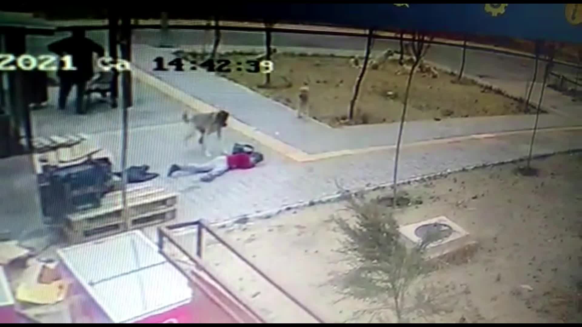 KÜÇÜK ÇOCUK SOKAK KÖPEĞİNİN SALDIRISINDAN KURTULDU