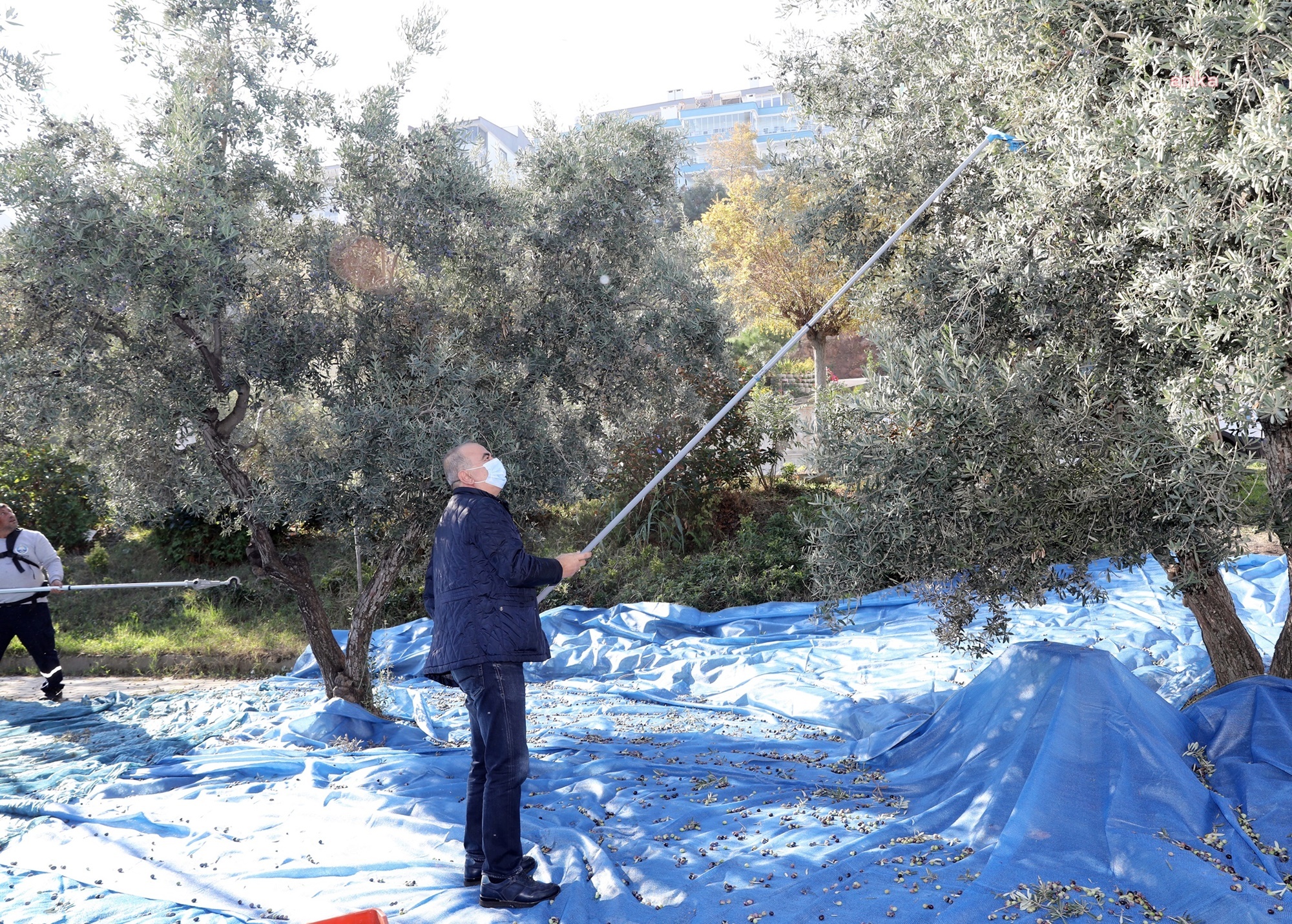 MUDANYA'DA “TOPRAKTAN HALKA” ZEYTİN HASADI BAŞLADI