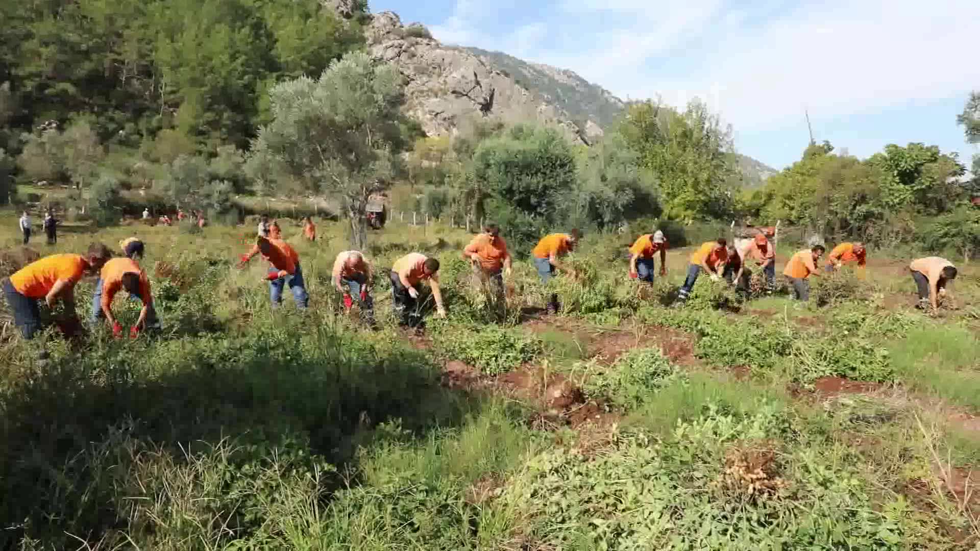 MARMARİS'TE İKİNCİ YER FISTIĞI HASADI