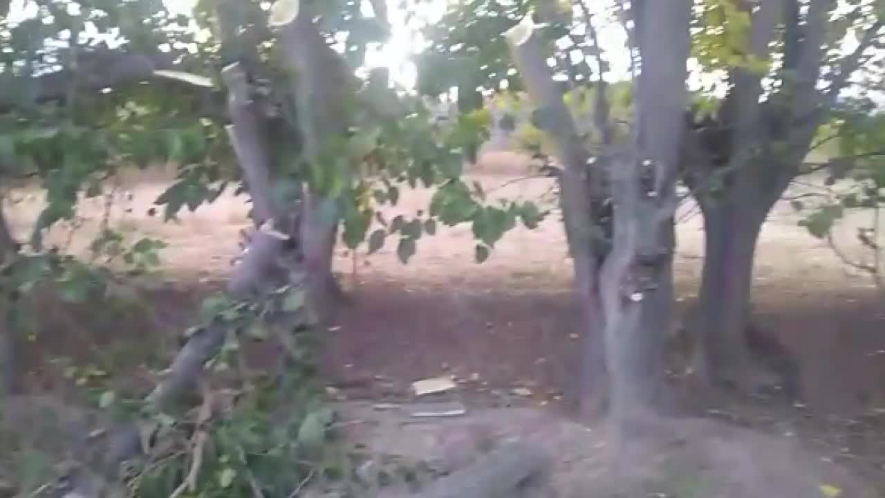 KÖMÜRE ZAM ÜSTÜNE ZAM GELİNCE KÖYLÜ AĞAÇLARINI KESMEYE BAŞLADI