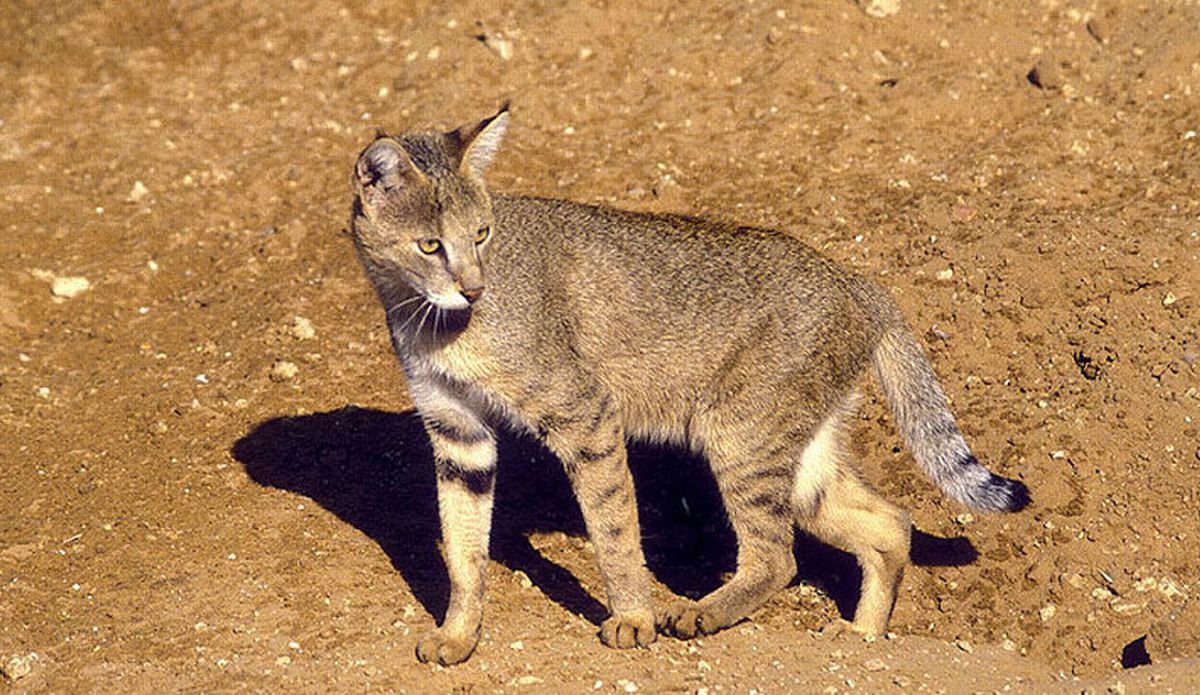 TEHLİKE ALTINDAKİ SAZ KEDİLERİ KORUNUYOR