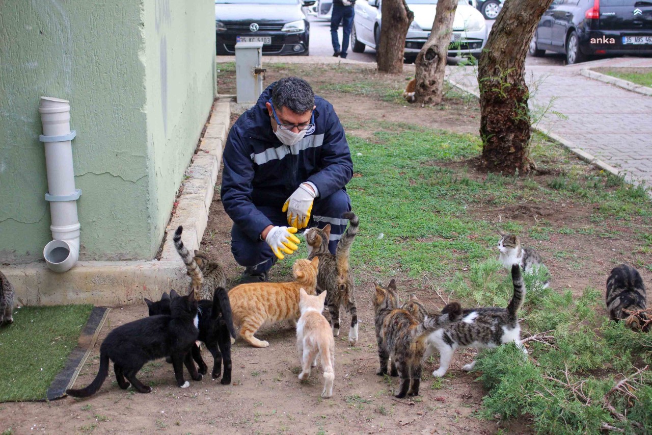 KARŞIYAKA’DA BU YIL 5 BİN SOKAK HAYVANI KISIRLAŞTIRILDI