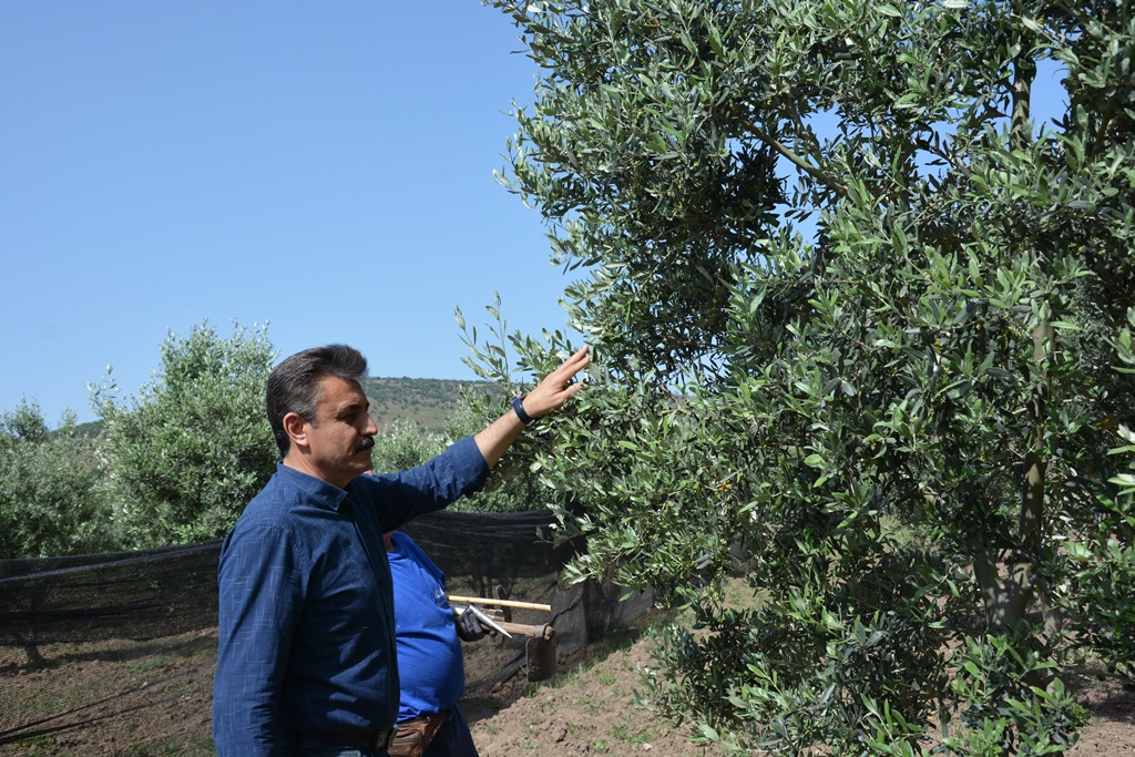 DİKİLİ BELEDİYESİ'NDEN VATANDAŞA 20 BİN FİDE