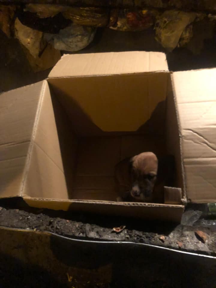 YAVRU KÖPEĞİ KOLİYE KOYUP ÇÖPE ATTILAR