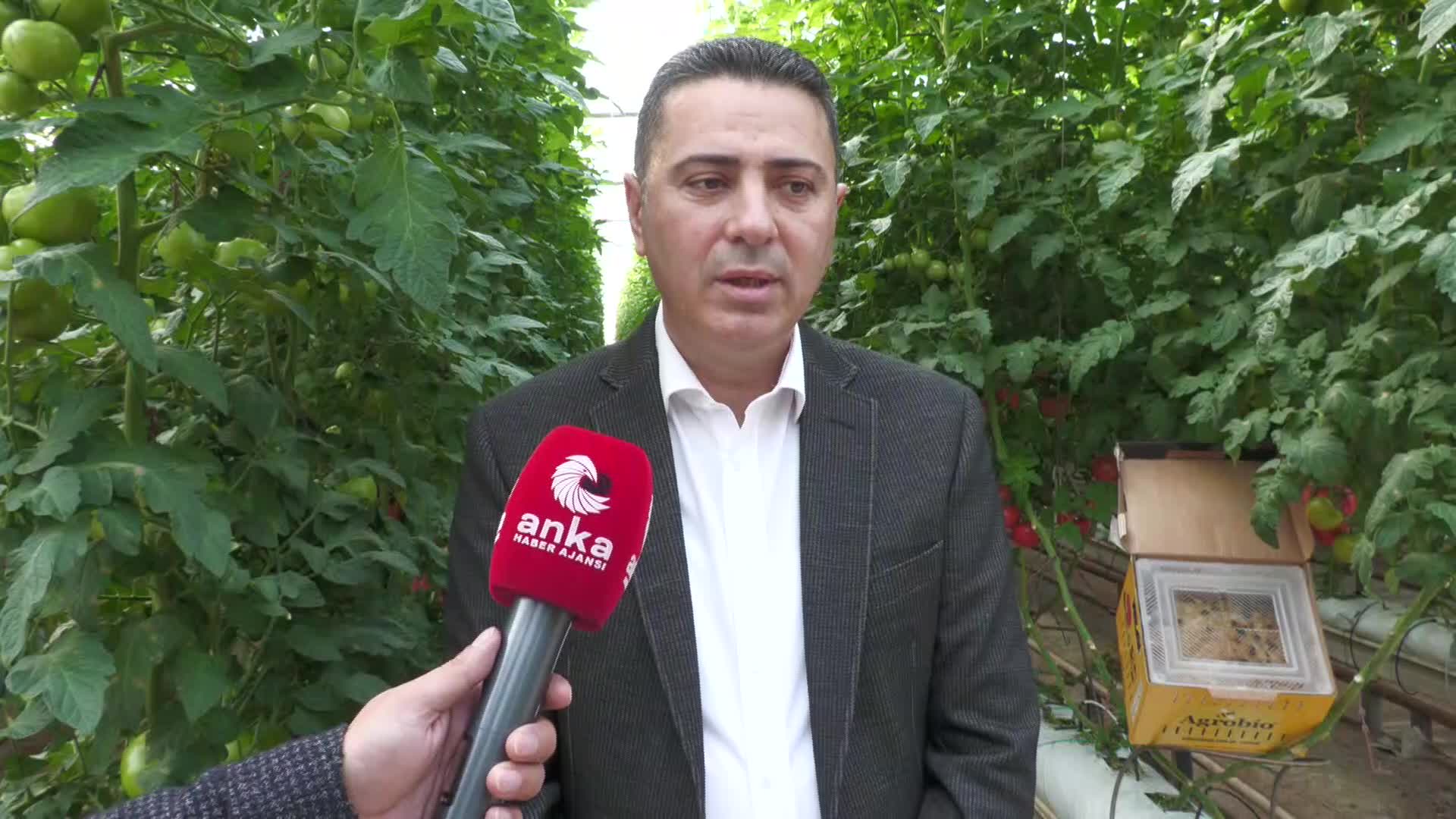 İZMİR'DE 10 BİN DÖNÜM ARAZİDE ORGANİK SEBZE ÜRETİMİ: İNGİLTERE, HOLLANDA, ALMANYA, RUSYA GİBİ BİRÇOK ÜLKEYE İHRAÇ EDİLİYOR