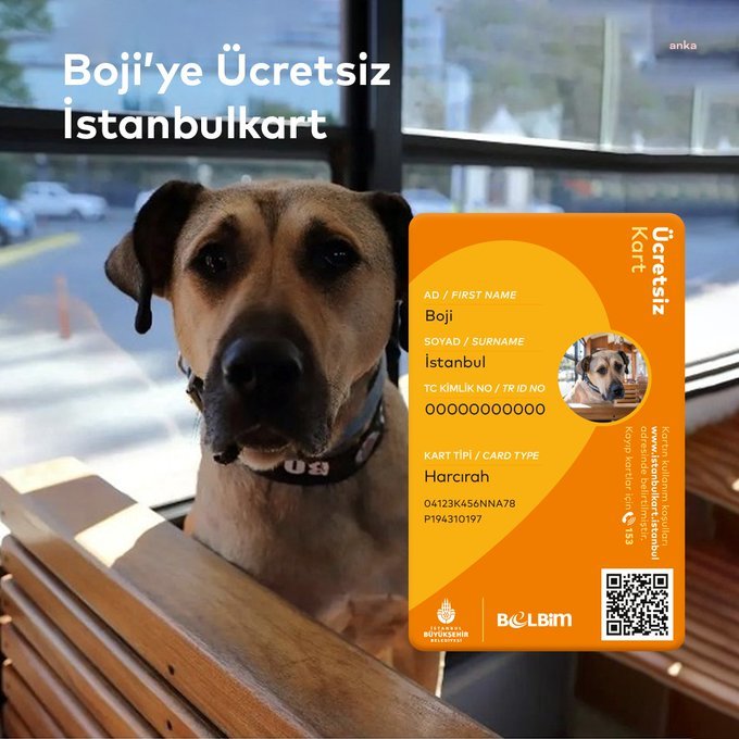 GEZGİN KÖPEK BOJİ ADINA İSTANBULKART ÇIKARILDI