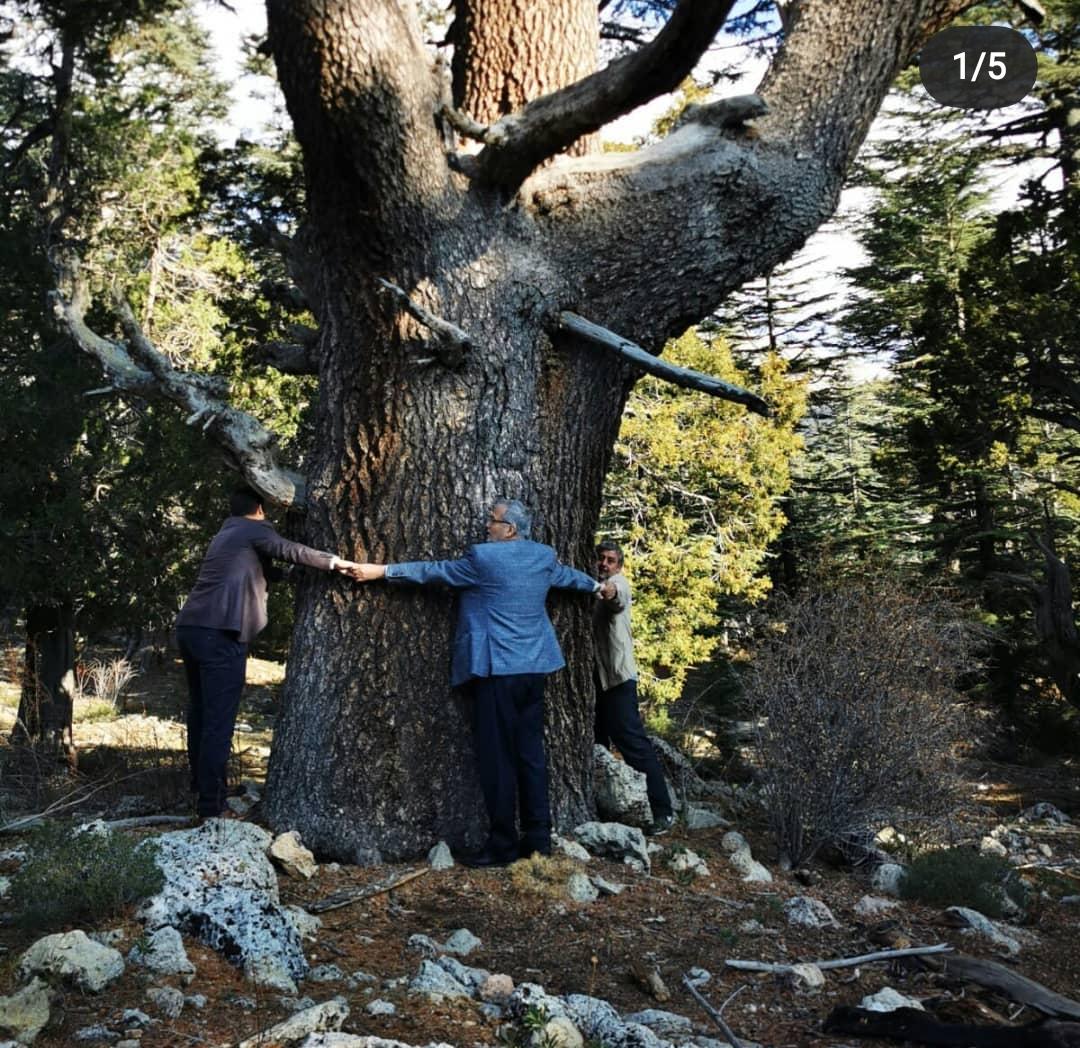 AKP YÖNETİCİSİ MADEN OCAĞINA KARŞI KÖYLÜLERLE AĞACA SARILDI