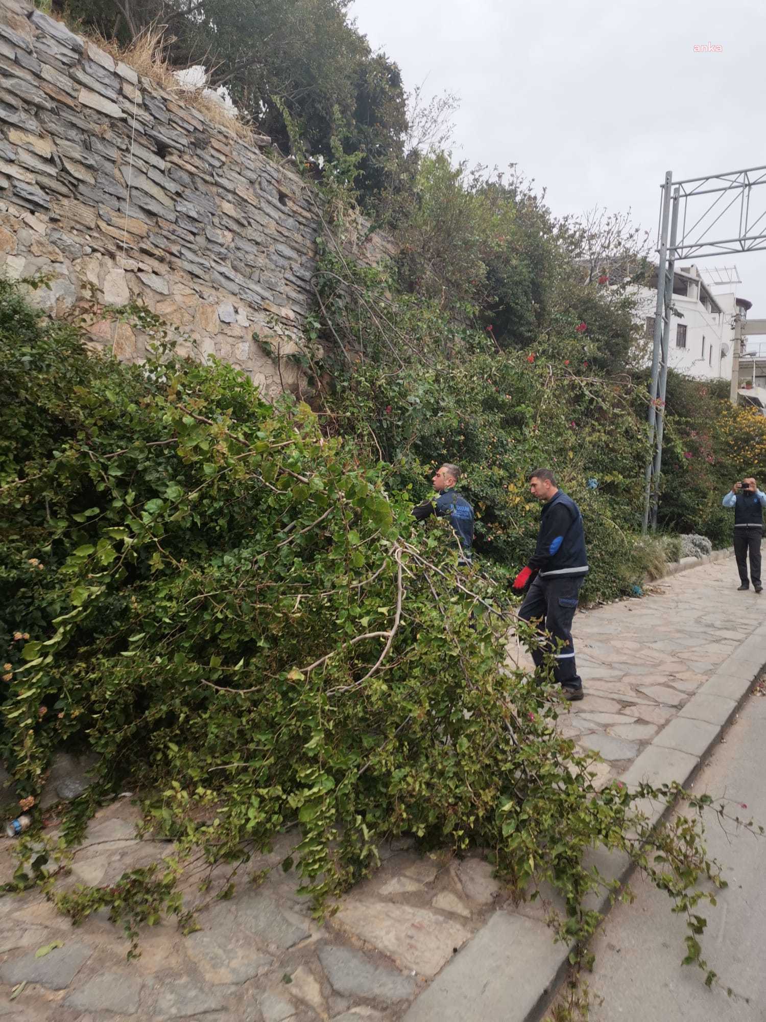 BODRUM BELEDİYESİ FIRTINADA ZARAR GÖREN AĞAÇLARA MÜDAHALE ETTİ