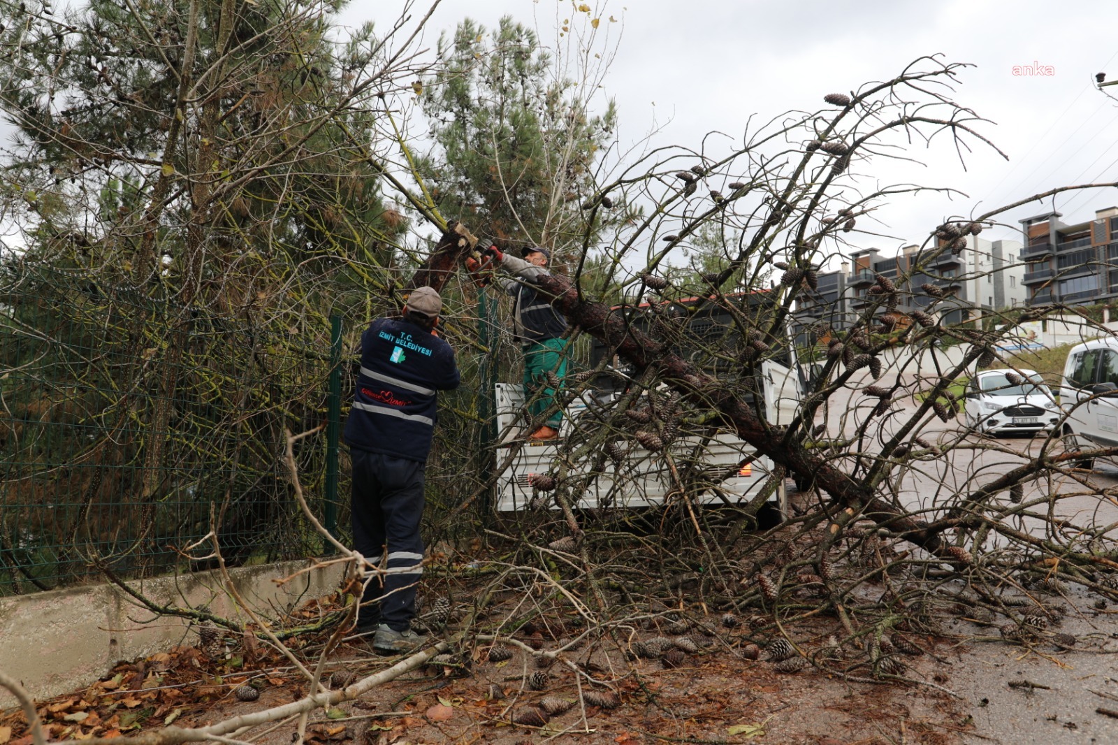 İZMİT BELEDİYESİ'NDEN LODOSTAN DEVRİLEN AĞAÇLARA MÜDAHALE