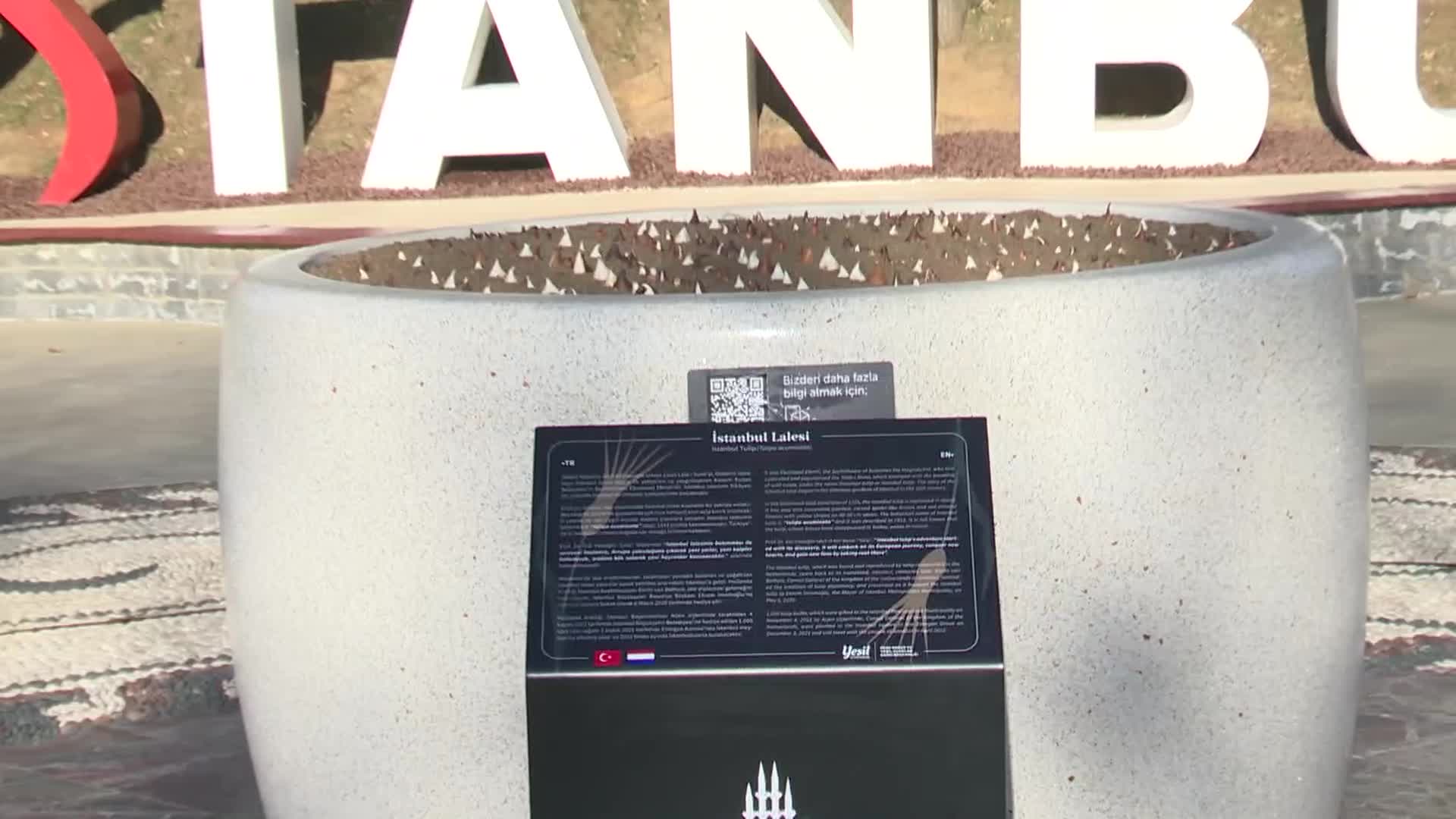 İSTANBUL LALESİ ANA VATANINA DÖNDÜ