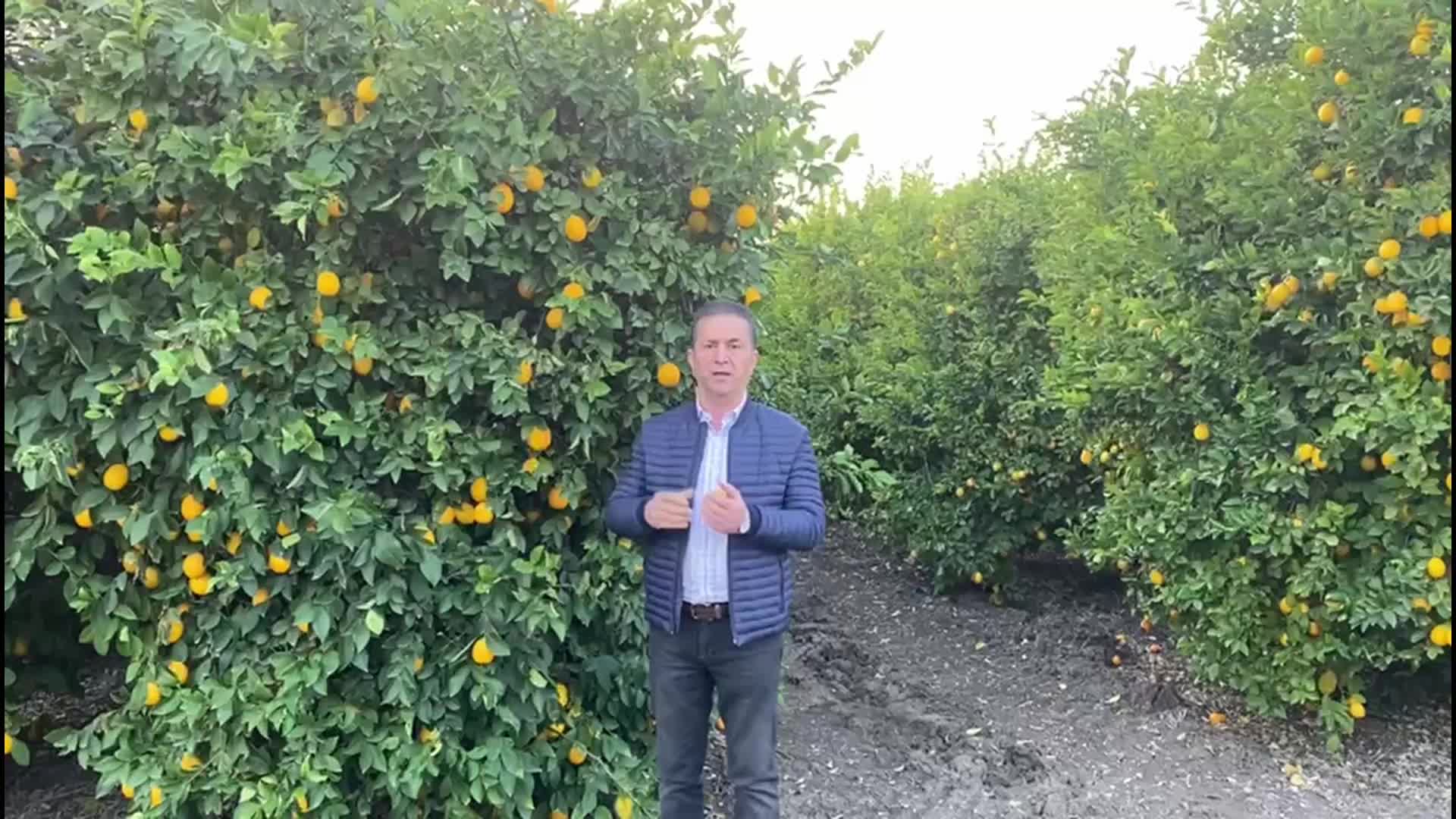 YÜREĞİR ZİRAAT ODASI BAŞKANI DOĞAN: LİMONDA AÇIKLANAN DESTEK YETERLİ DEĞİL