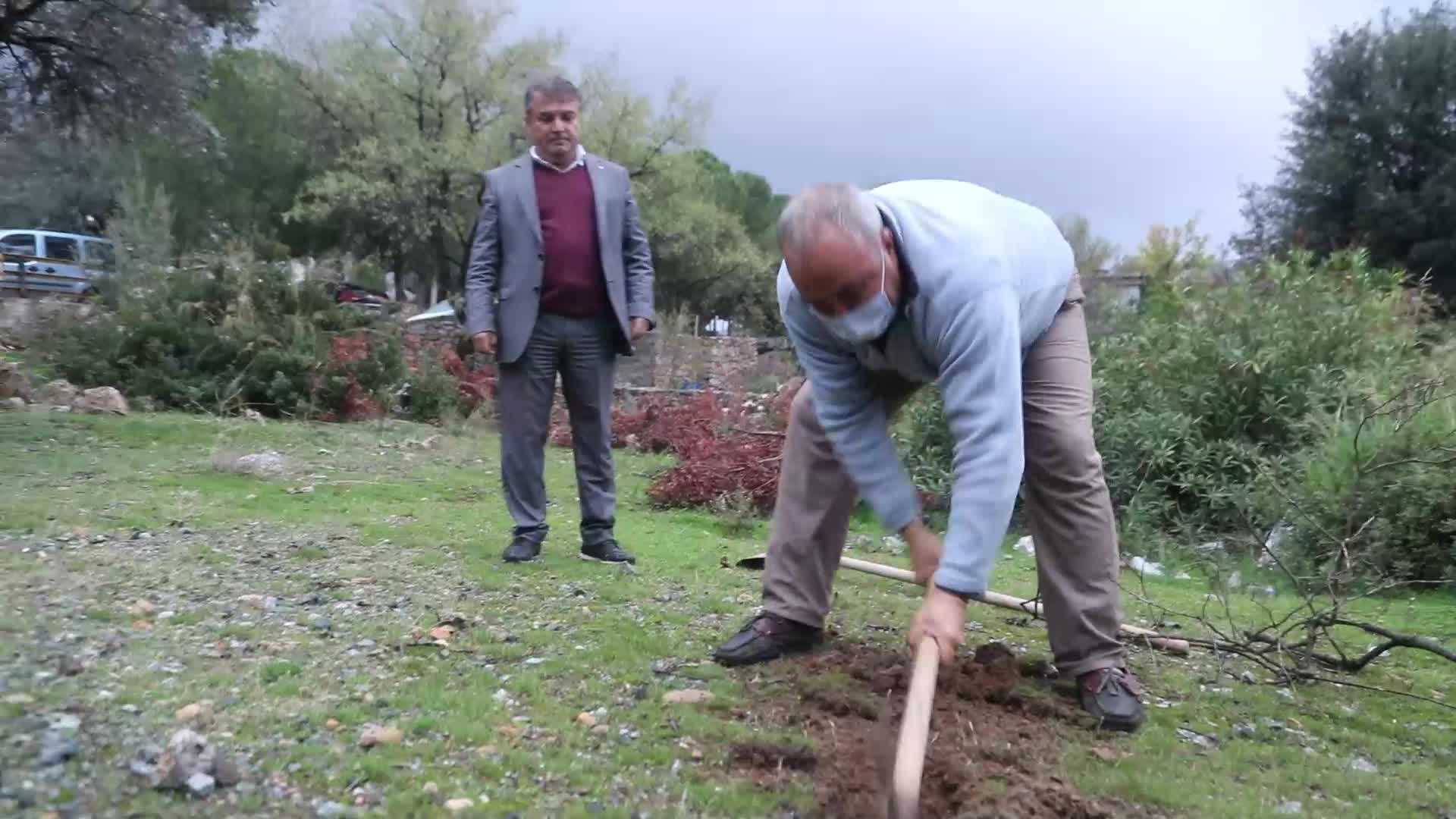 BODRUM'DA YANGIN MAĞDURU ÜRETİCİLERE 20 BİN ADET KEÇİBOYNUZU FİDANI DAĞITILDI