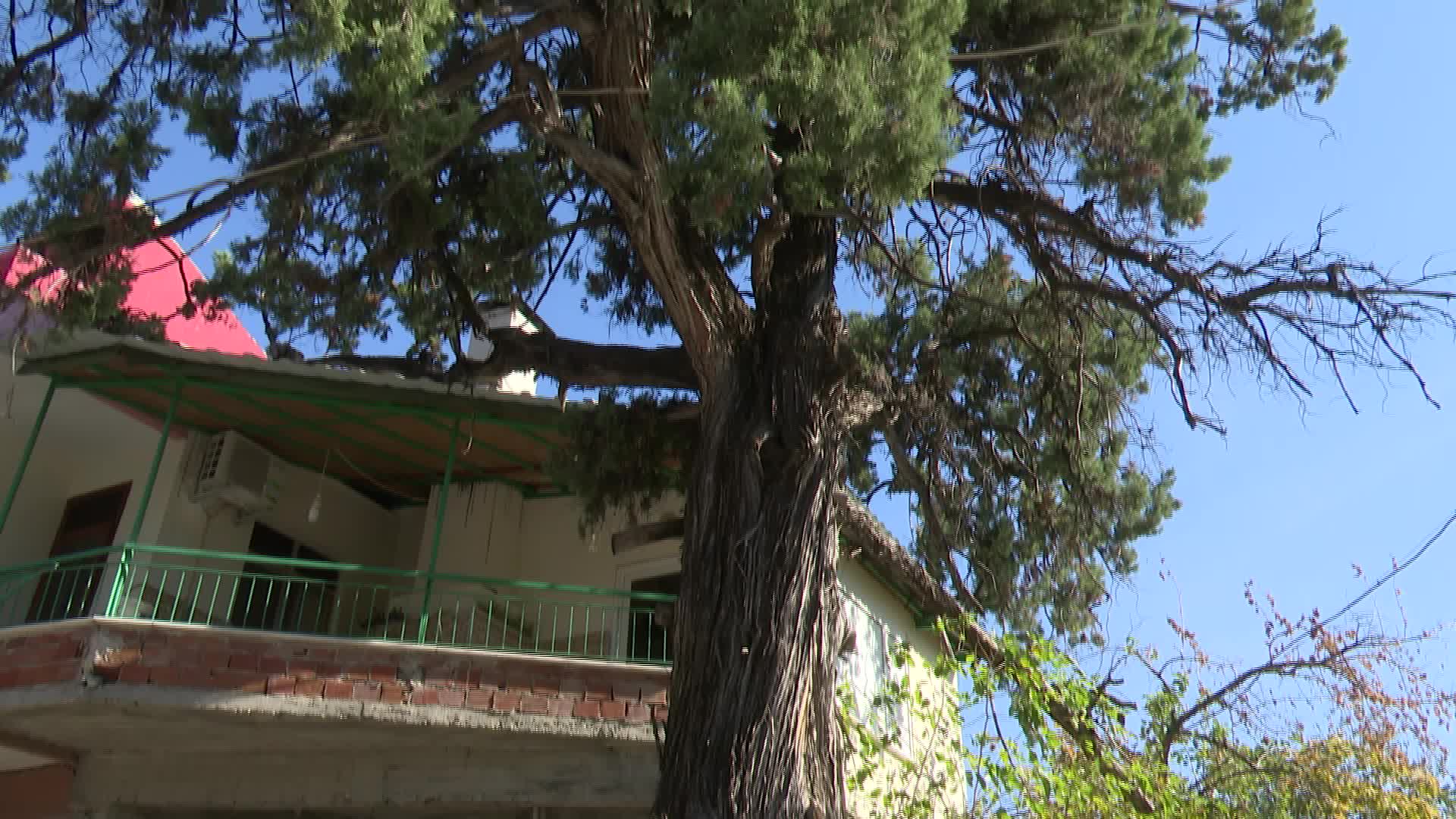 ANTALYA BÜYÜKŞEHİR BELEDİYESİ 5 ASIRLIK ANIT ARDIÇ AĞACINI TESCİLLETTİ