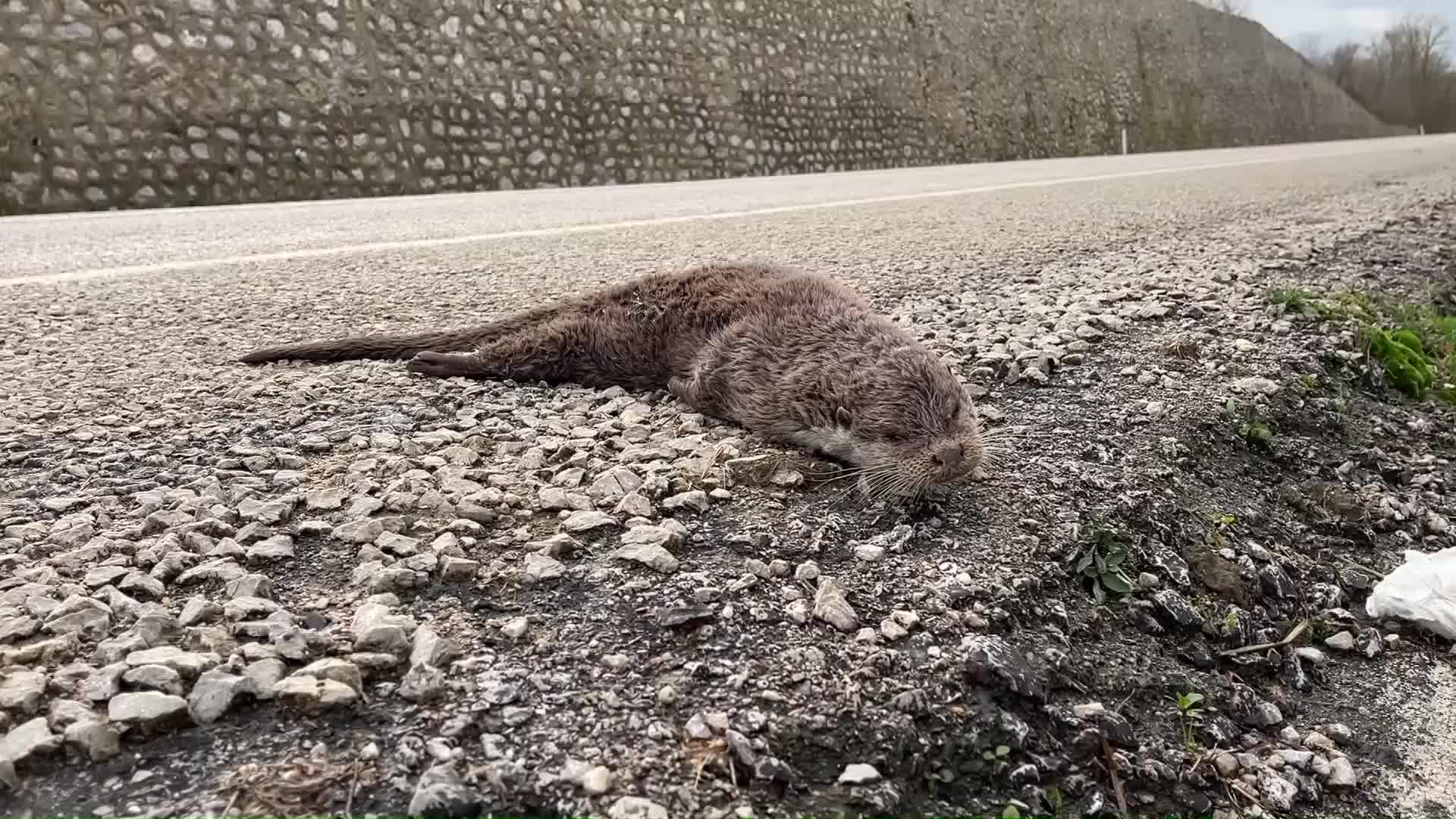 NESLİ TÜKENMEKTE OLAN SU SAMURU, ARACIN ÇARPMASI SONUCU ÖLDÜ