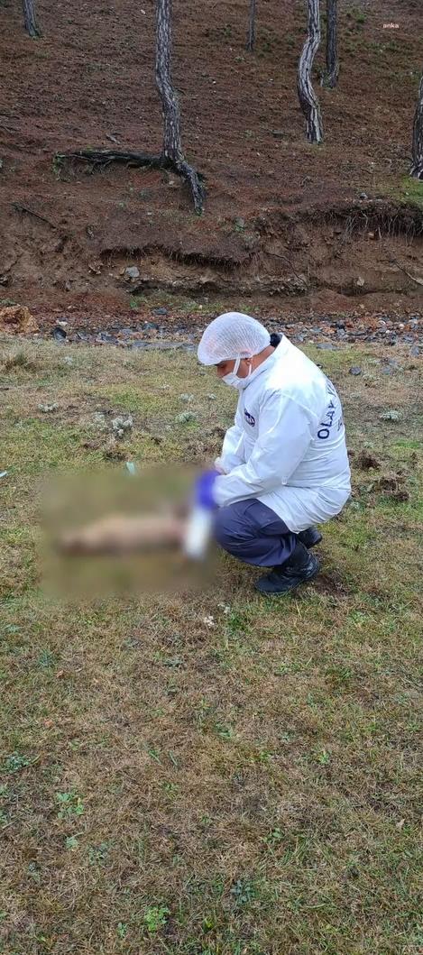 KÜTAHYA'DA KÖPEK VE YABAN HAYVANLARINI ZEHİRLEDİLER
