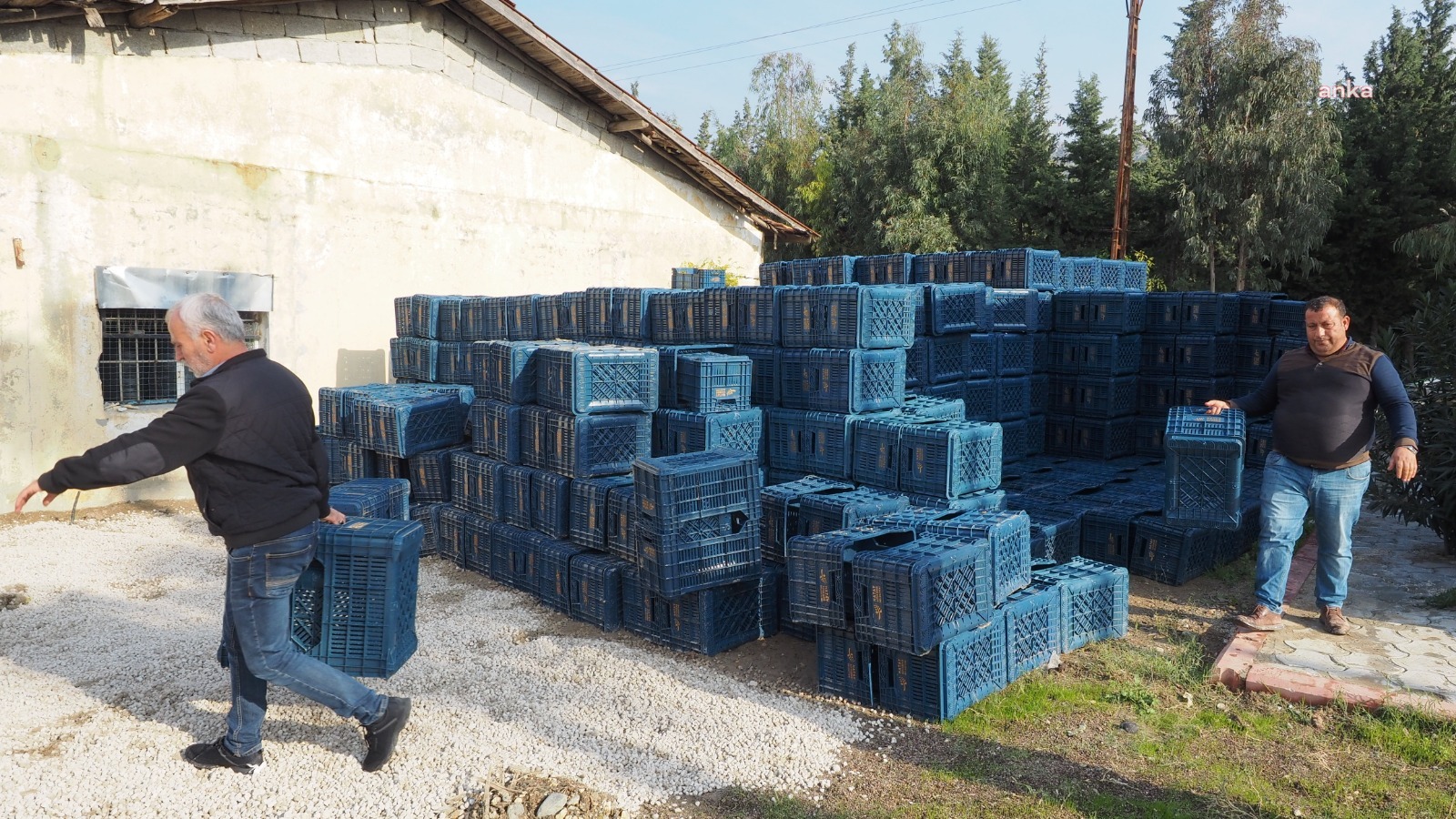 HBB’DEN ÜRETİCİYE ÜCRETSİZ ZEYTİN TOPLAMA KASASI