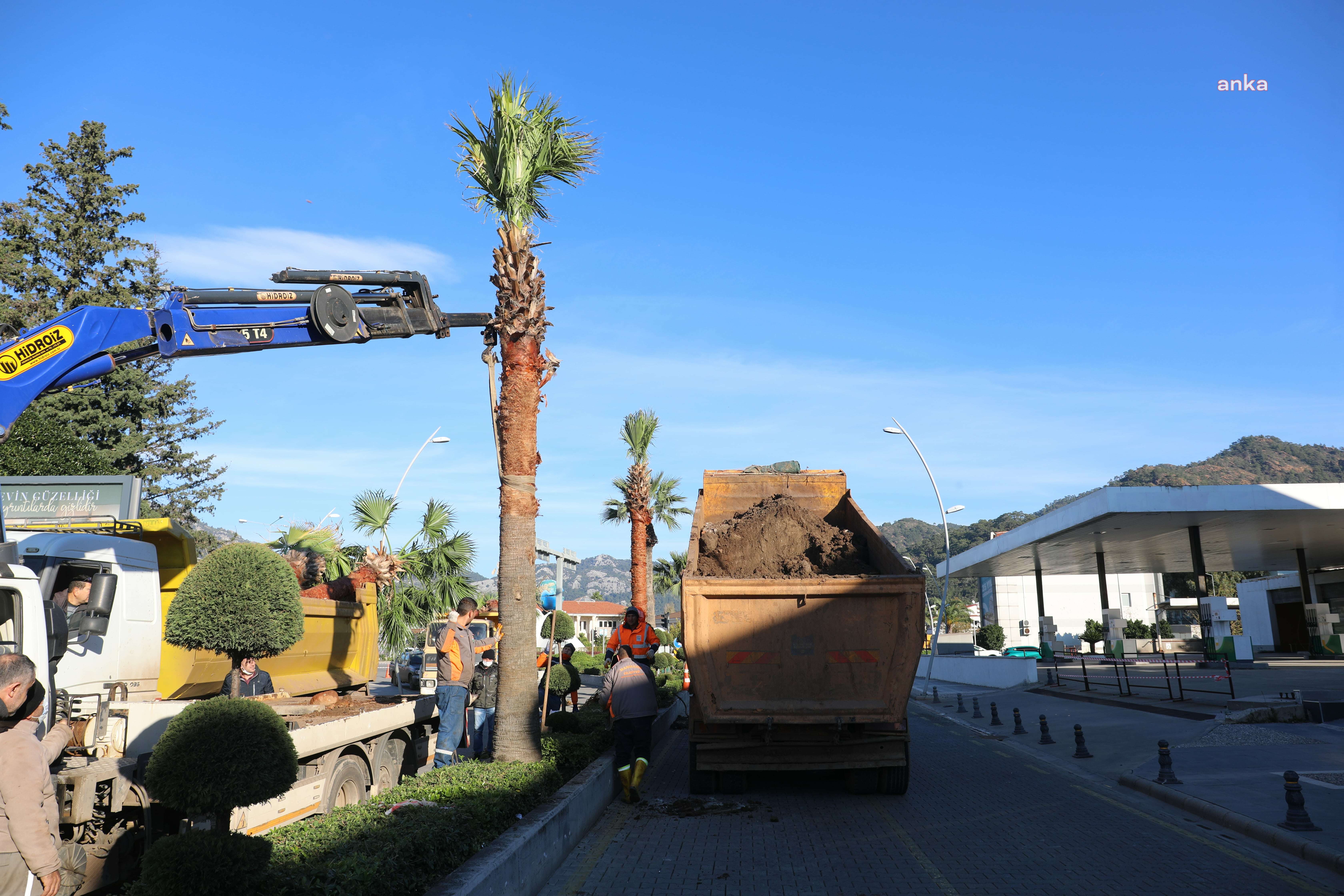 PALMİYELER ULUSAL EGEMENLİK CADDESİNE DİKİLDİ