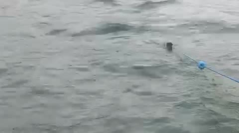 BİLECİK’TE 1000 METRE KAÇAK AĞ YAKALANDI: 101 BALIK KURTARILDI