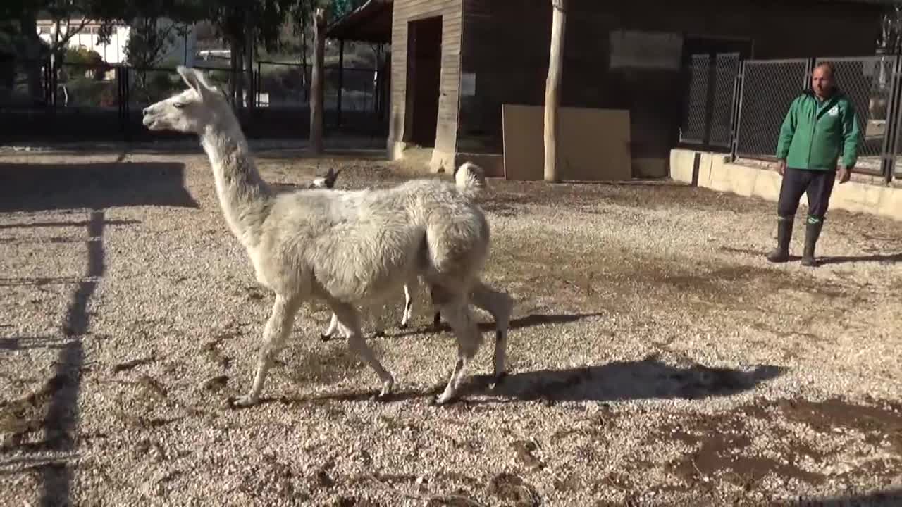TARSUS DOĞA PARKI’NDA İLK KEZ LAMA DOĞUMU GERÇEKLEŞTİ