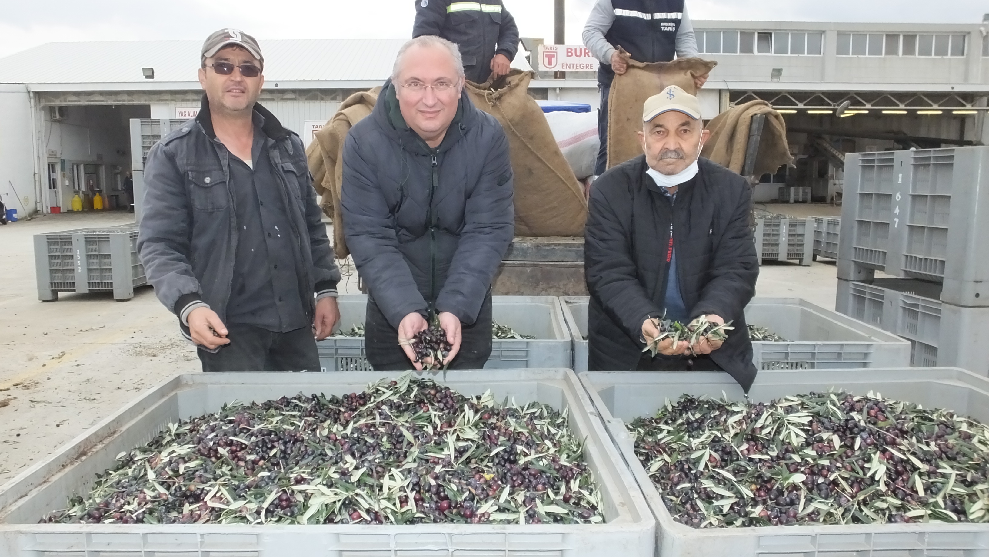 BURHANİYE'DE ARTAN ZEYTİN FİYATLARI ÜRETİCİLERİ SEVİNDİRDİ