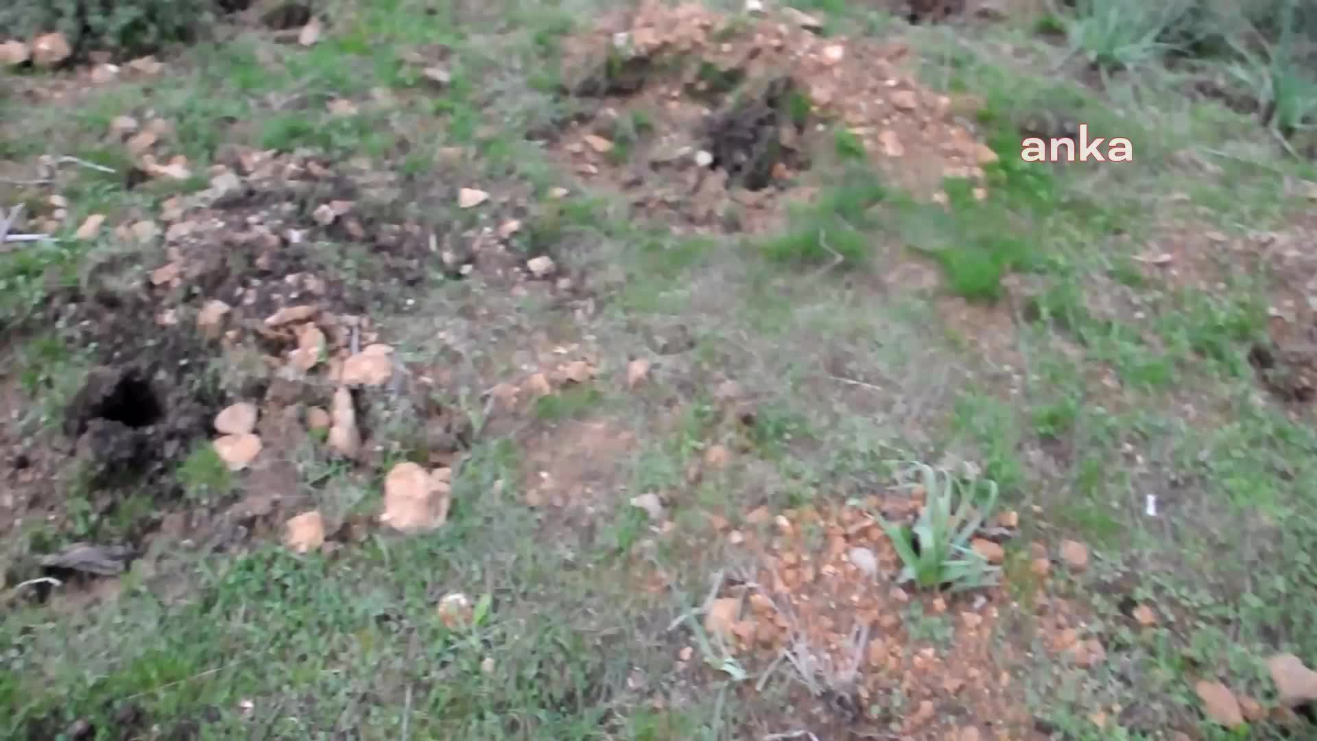 YALIKAVAK’TA HAZİNE ARAZİSİNE DİKİLEN BADEM FİDANLARI SÖKÜLDÜ: “SKANDAL GİRİŞİM ÖNLENDİ”