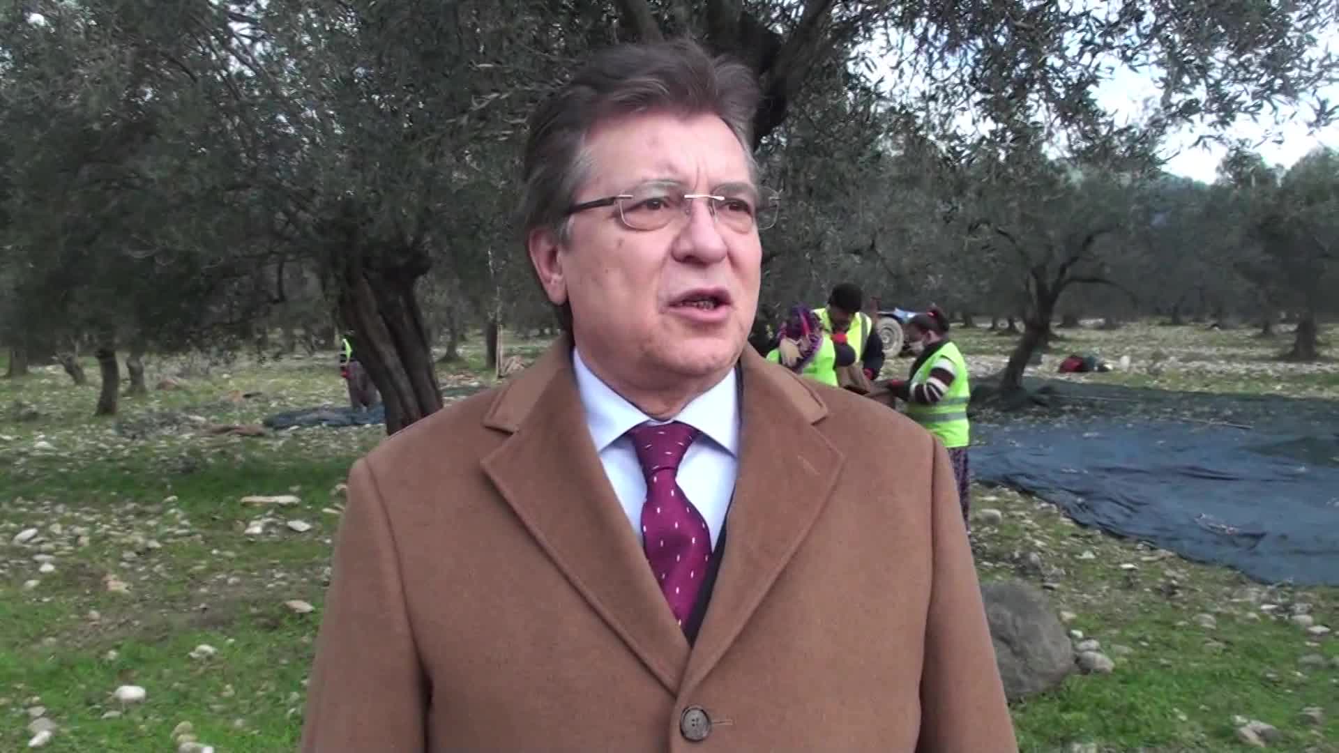 EDREMİT BELEDİYESİ'NDEN ZEYTİN HASADI