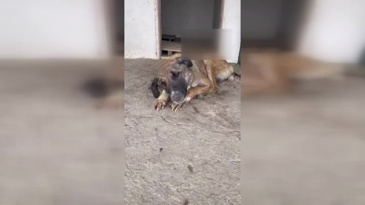 BARINAKTA CAN ÇEKİŞEN KÖPEĞİN GÖRÜNTÜSÜ TEPKİ ÇEKTİ