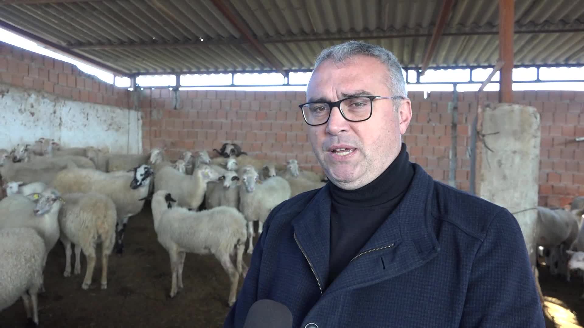 AYDIN BÜYÜKŞEHİR BELEDİYESİ’NİN KOYUN HİBE DESTEĞİ İLE SÜRÜLER BÜYÜYOR