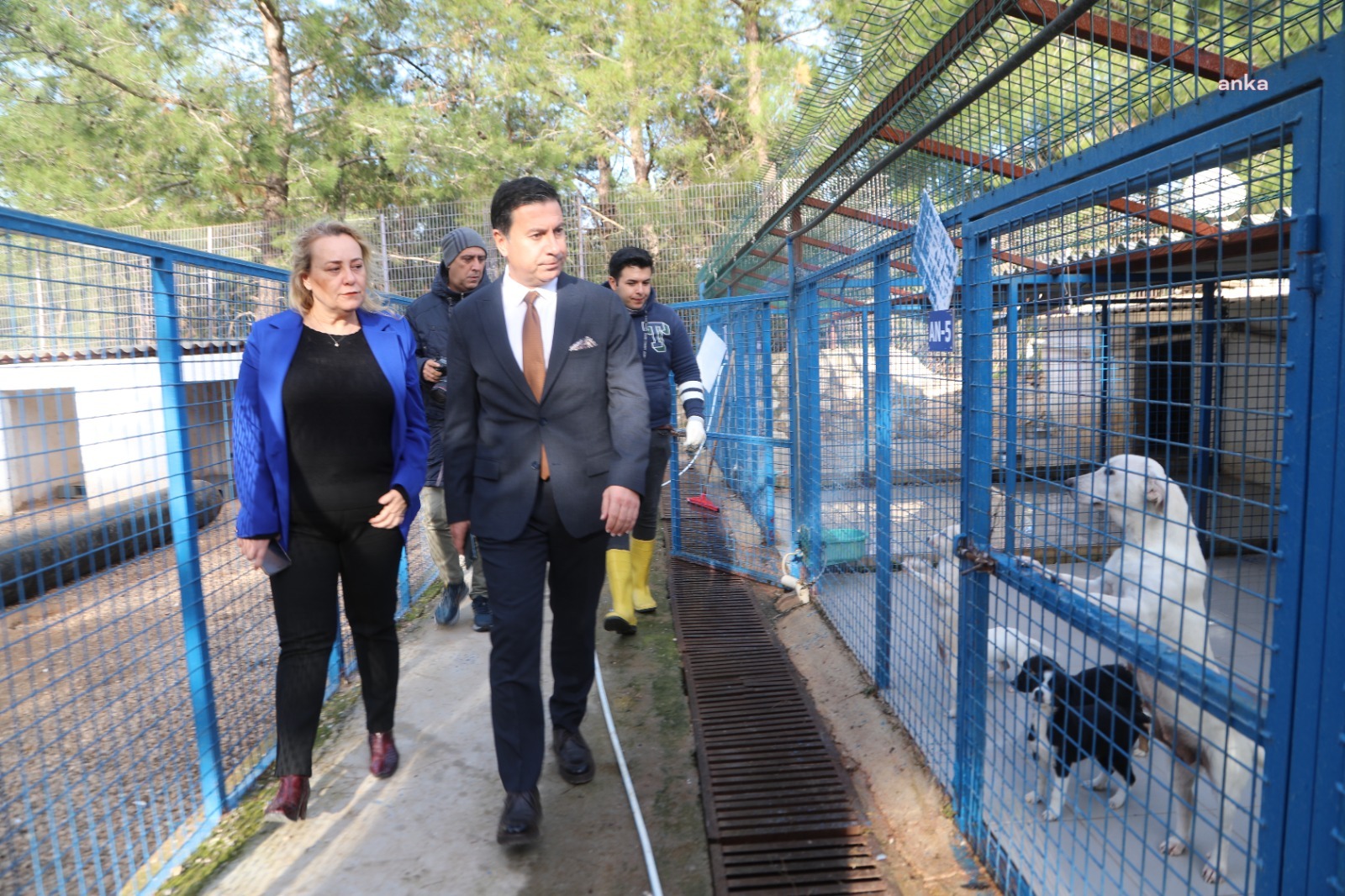 SOKAK HAYVANLARI, BODRUM BELEDİYESİ BARINAKLARINDA EMİN ELLERDE