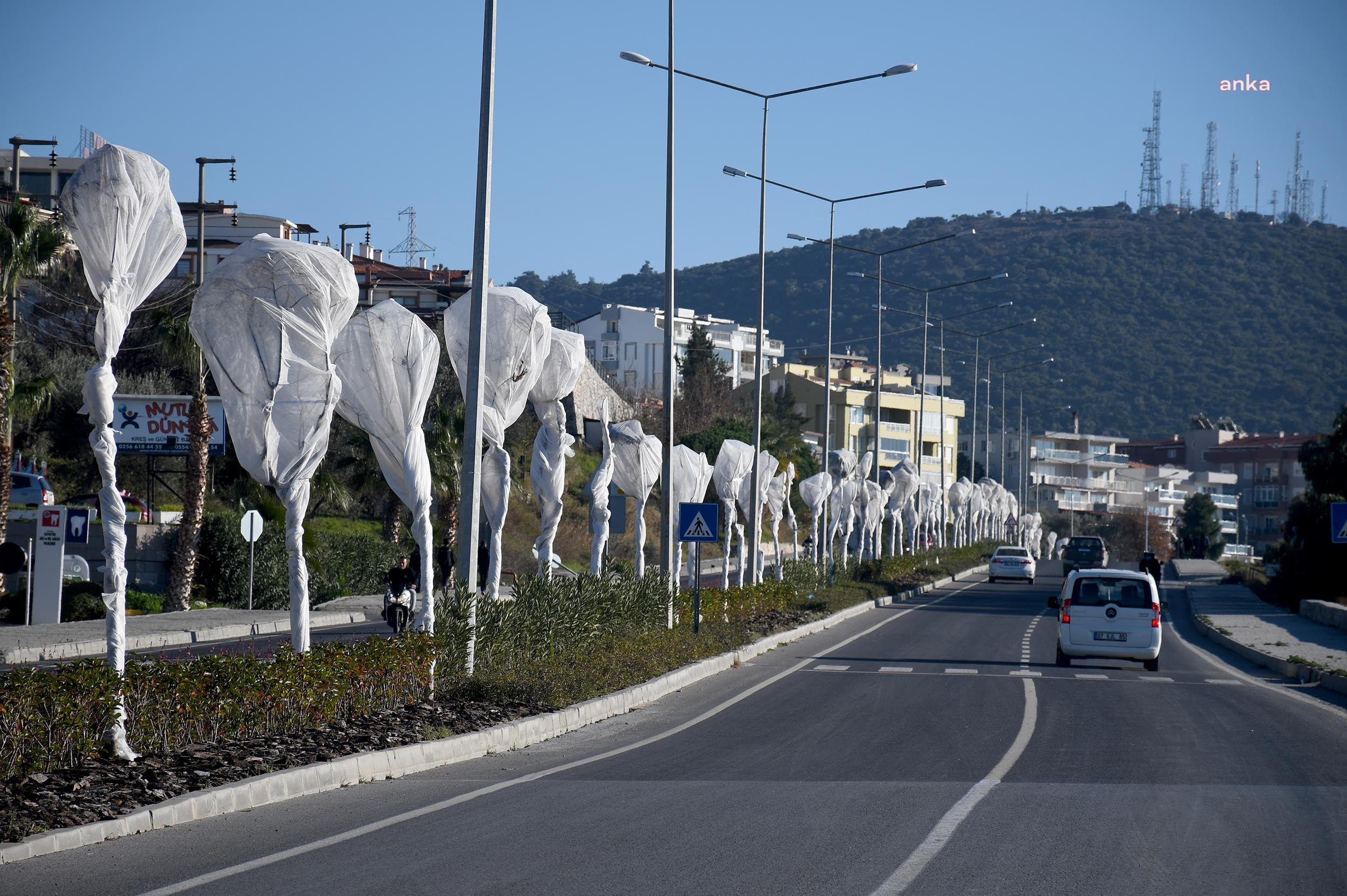 KUŞADASI’NDA AĞAÇLARA ÖZEL KORUMA