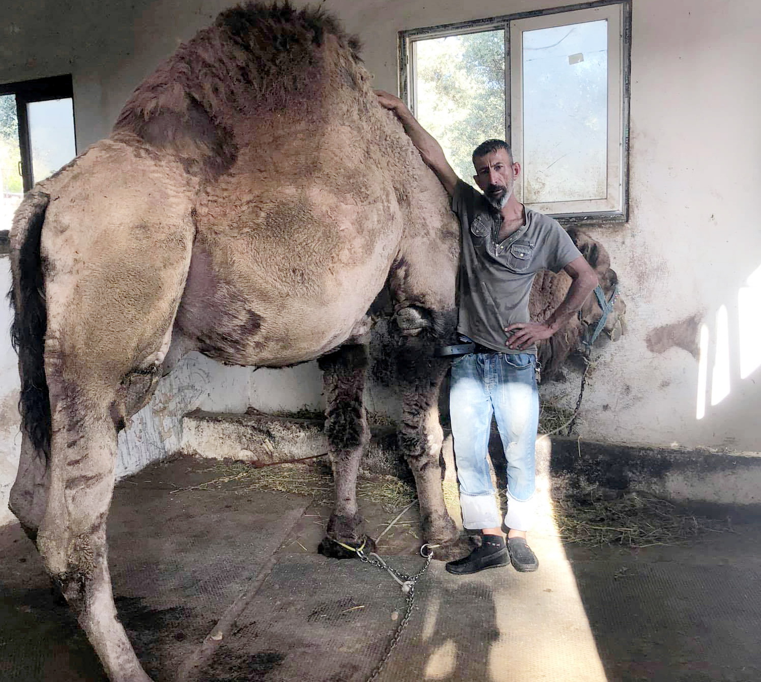 DEVE EĞİTİCİSİ AHIRDA ÖLÜ BULUNDU