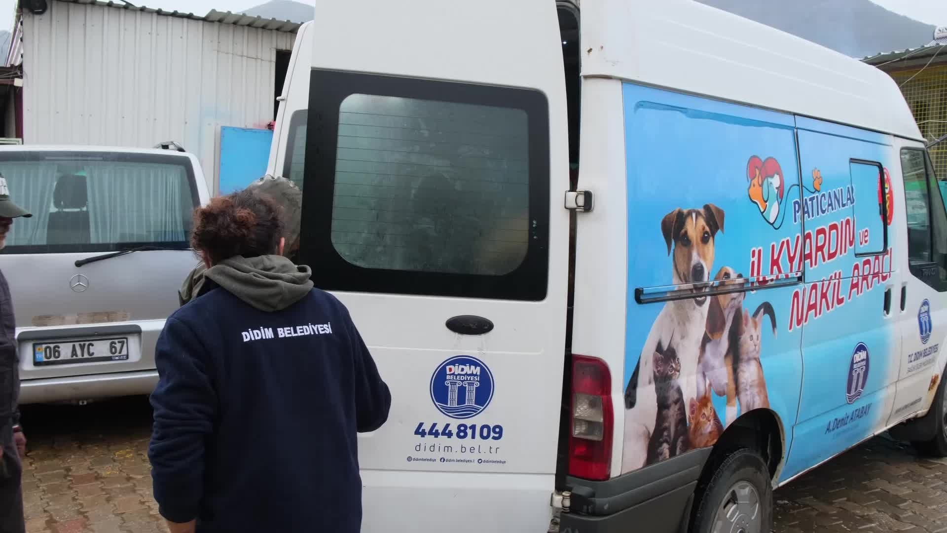 KOYUN MAVİŞ, ARTIK EMİN ELLERDE