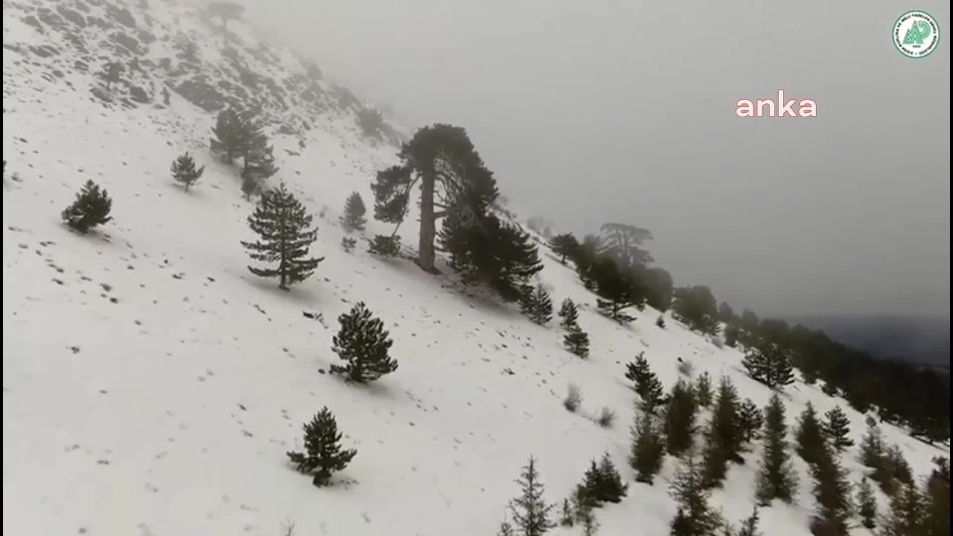 BURDUR'DA YABAN HAYVANLARI İÇİN KARLI DAĞLARA YEM BIRAKILDI