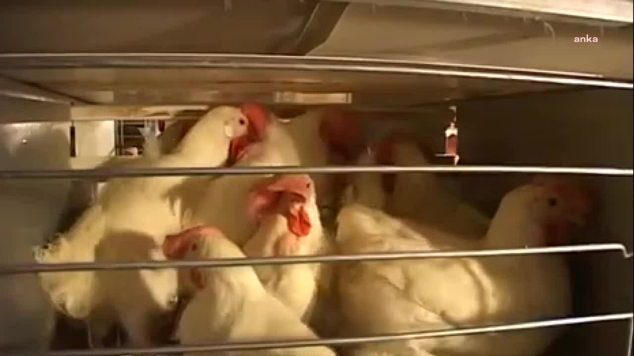 TAVUK YUMURTASI ÜRETİMİ YÜZDE 3,9 AZALDI