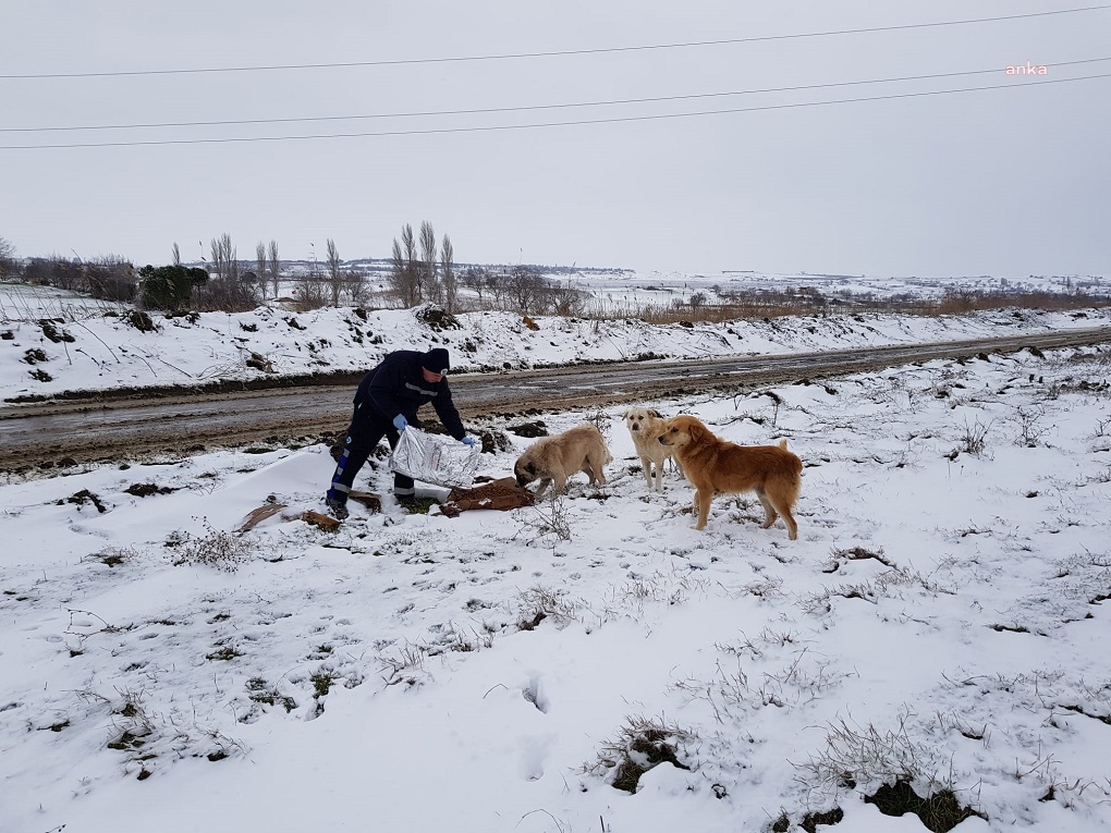 TEKİRDAĞ BÜYÜKŞEHİR BELEDİYESİ ZORLU KIŞ ŞARTLARINDA SOKAK HAYVANLARINI UNUTMADI