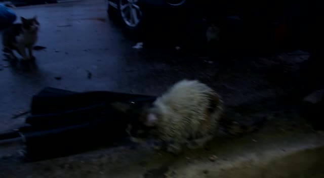 RİZE'DE YAVRU KEDİLER ÖLÜME TERK EDİLDİ