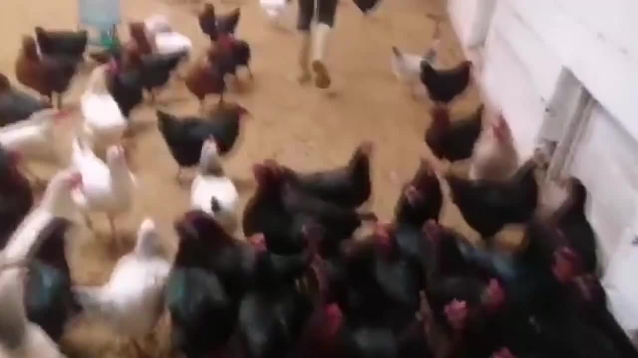 BATMA NOKTASINA GELEN TAVUK ÇİFTLİĞİ SAHİBİ SARIGÖL: "BEN YEMİYORUM, 'BUYURUN SİZ YİYİN' DİYORUM TAVUKLARA”