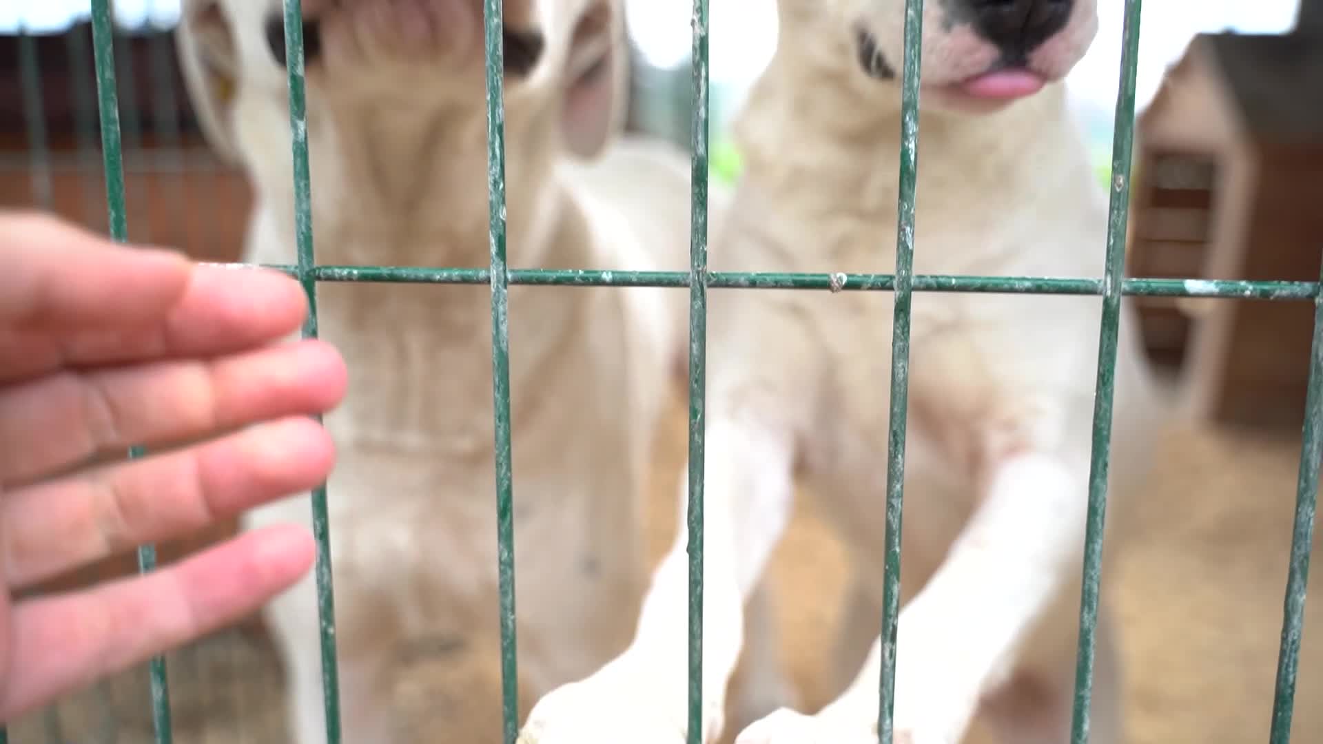 HATAY BÜYÜKŞEHİR BELEDİYESİ 162 'YASAKLI IRK' KÖPEĞİ KISIRLAŞTIRDI