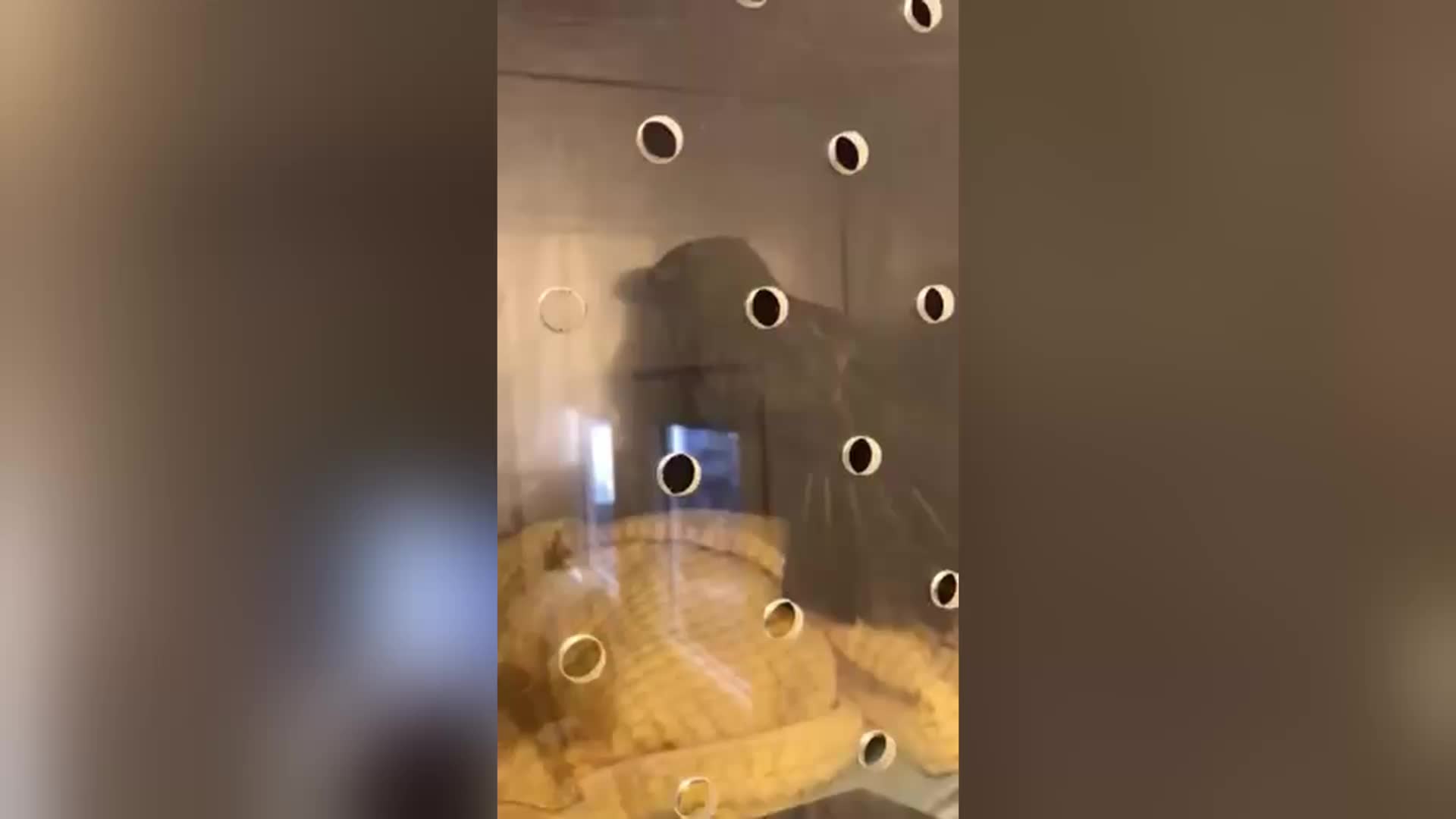OTOYOLDA DONMAK ÜZEREYKEN BULUNAN ŞAHİN KURTARILDI